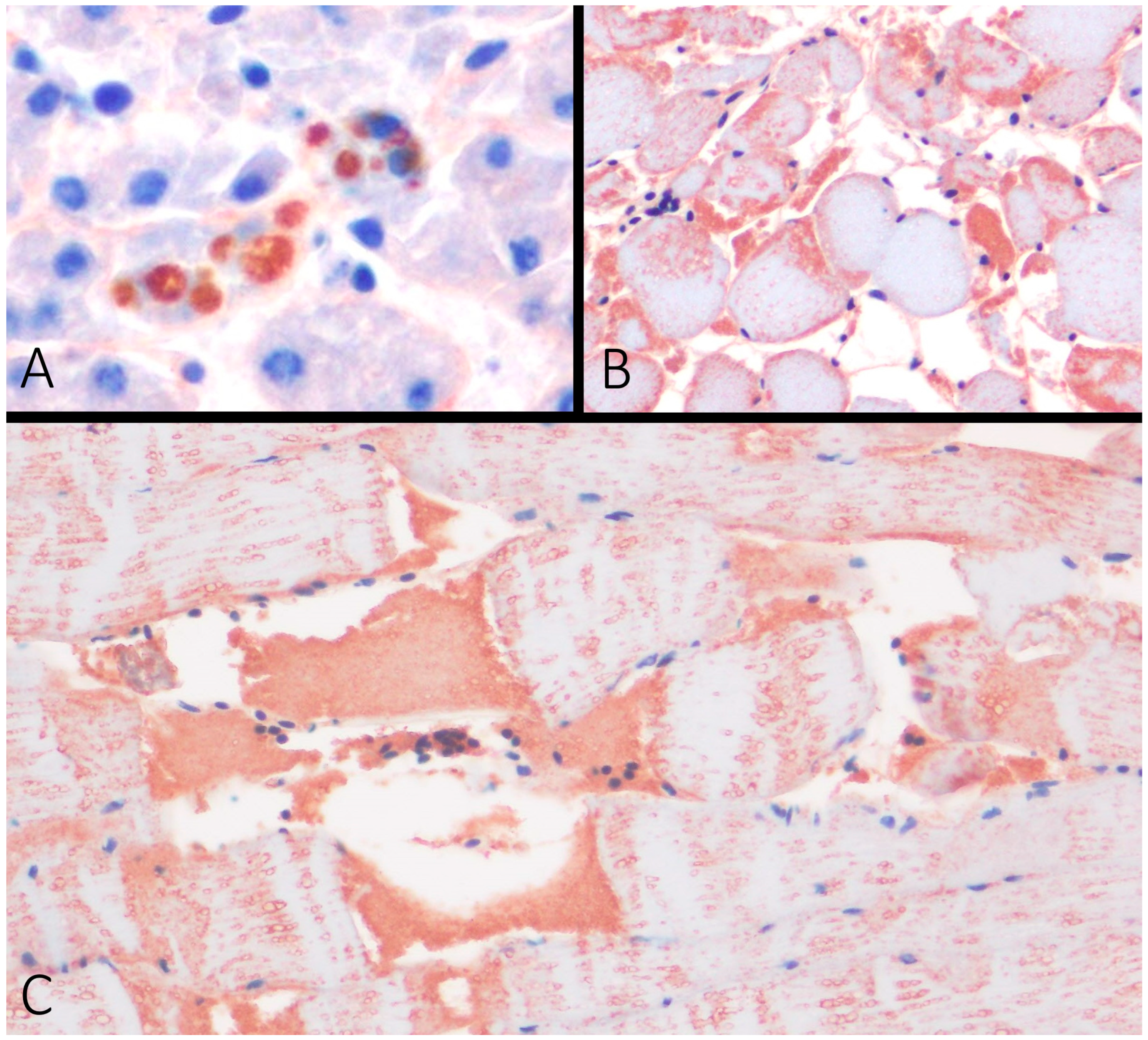 Vetsci 11 00287 g003