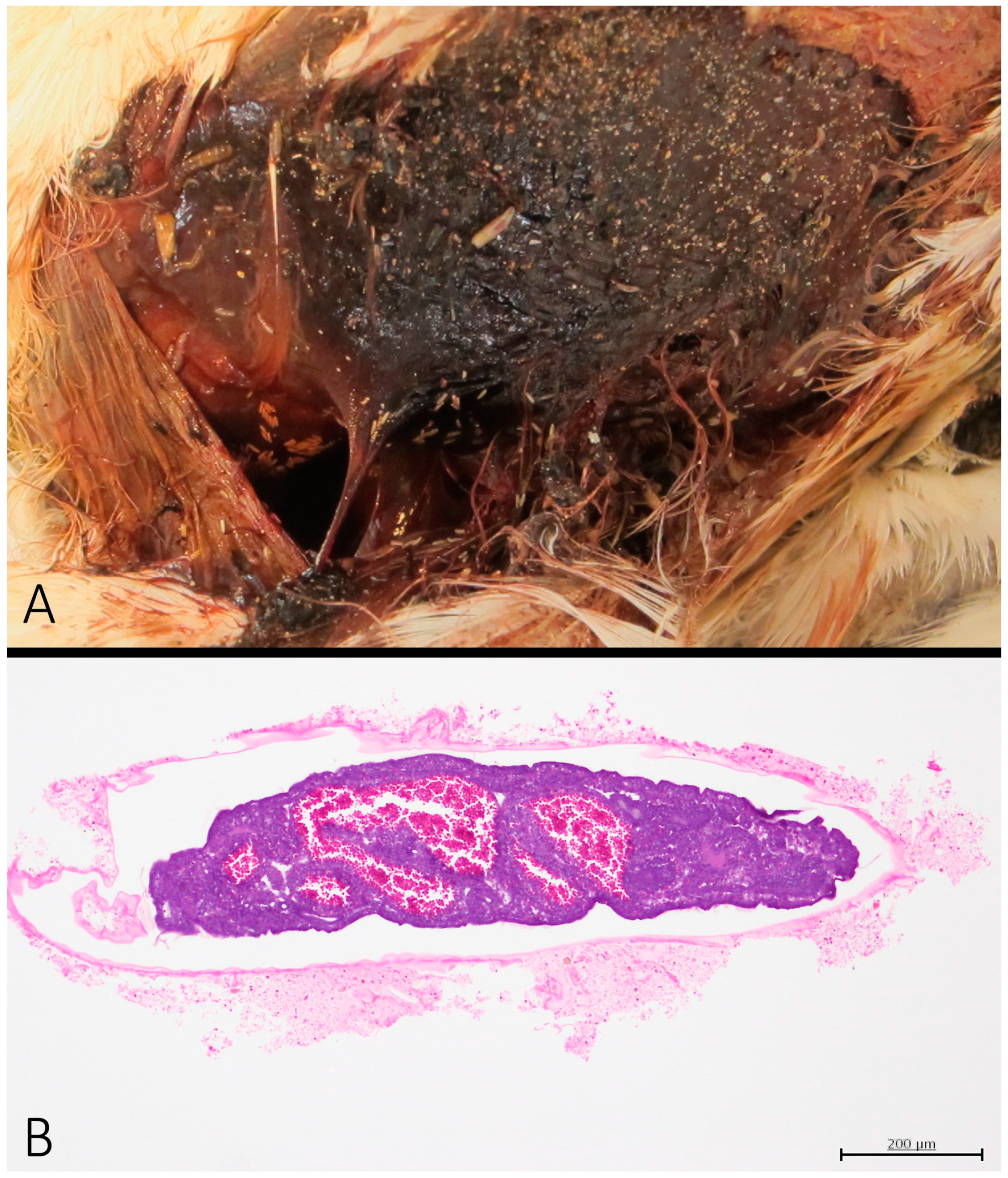 Vetsci 11 00287 g004