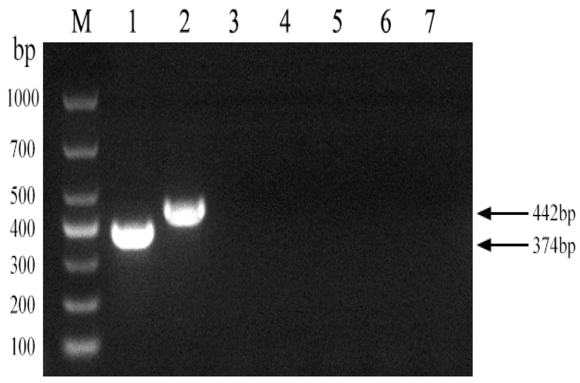 Vetsci 11 00288 g003