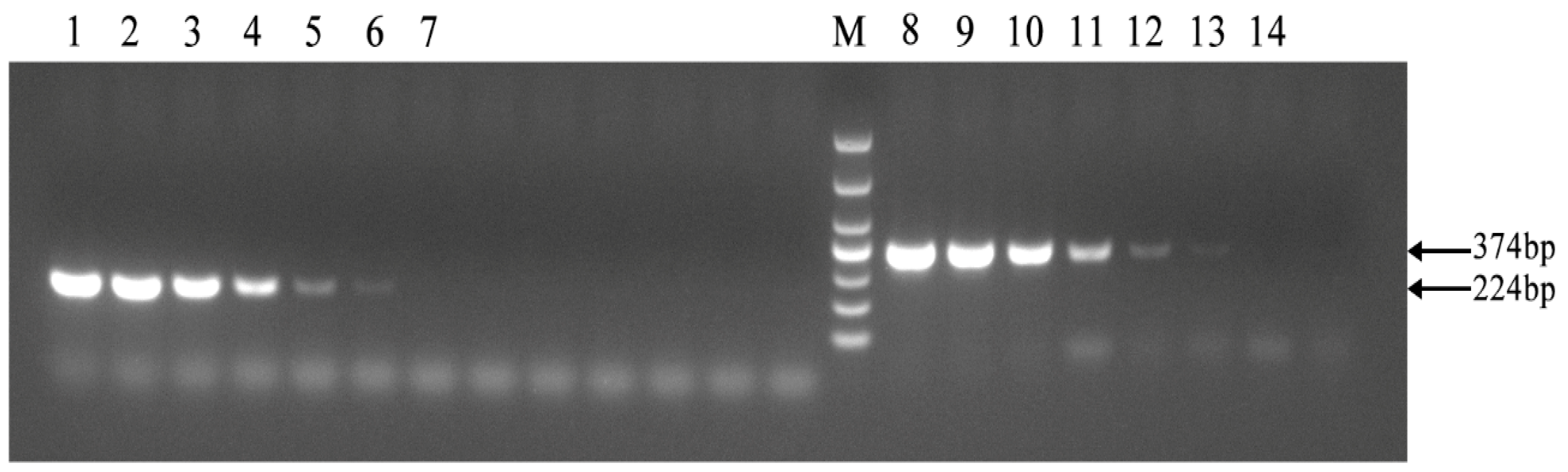 Vetsci 11 00288 g004