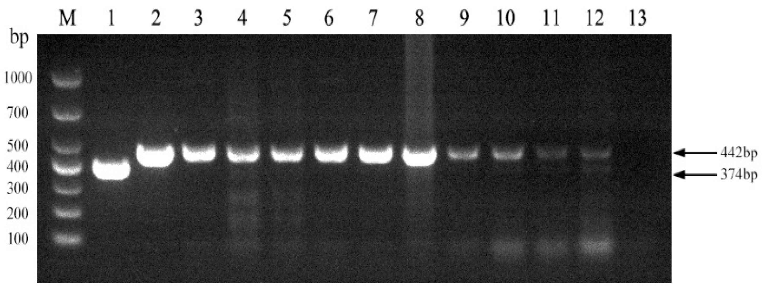 Vetsci 11 00288 g005