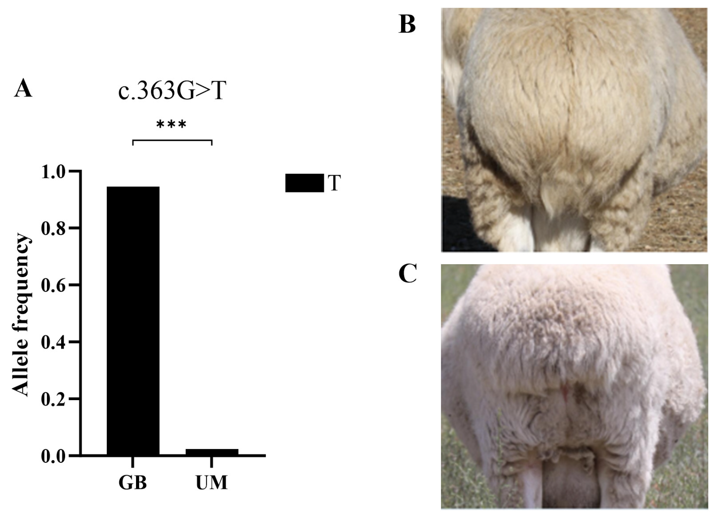Vetsci 11 00297 g004