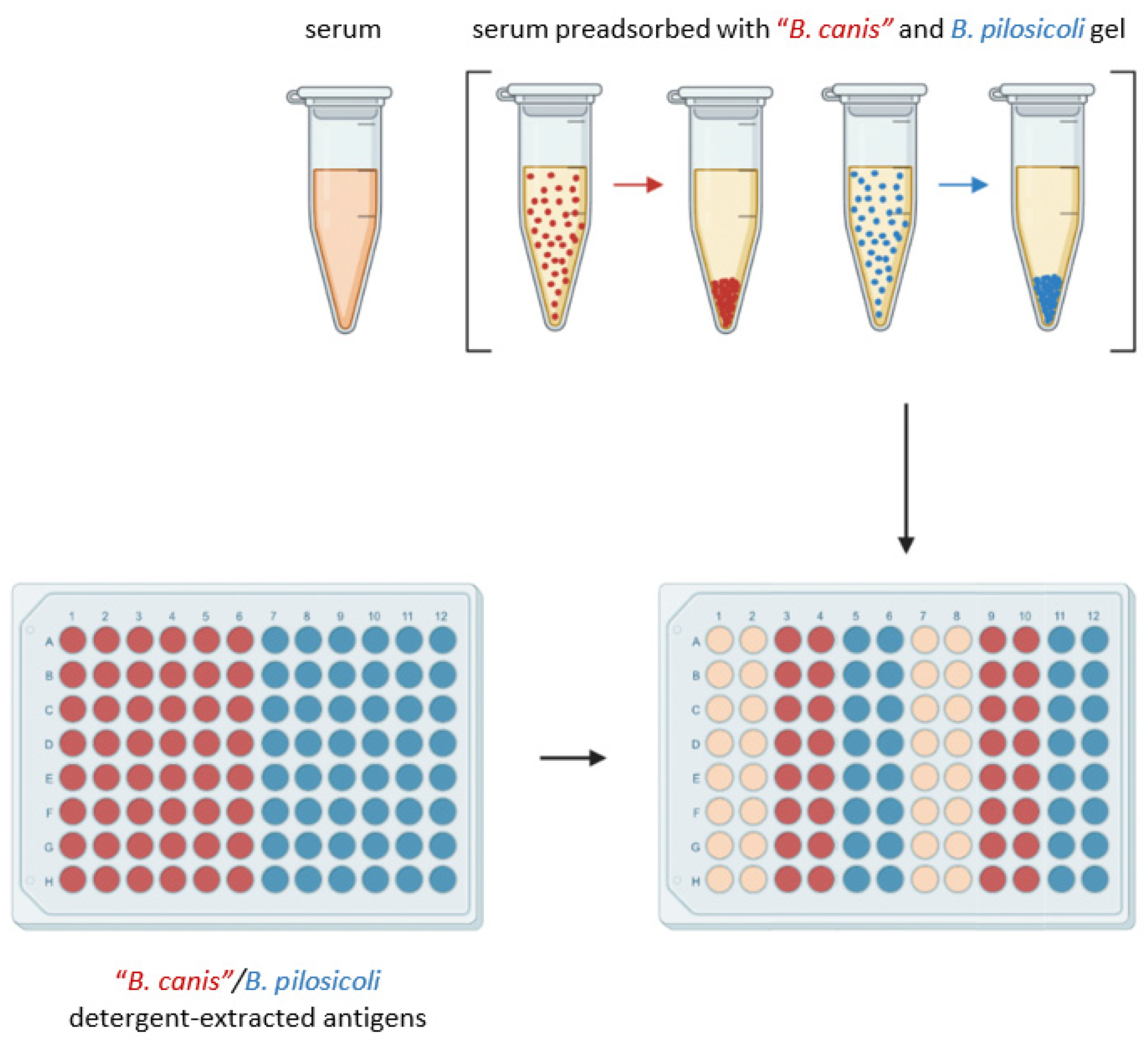 Vetsci 11 00302 g001