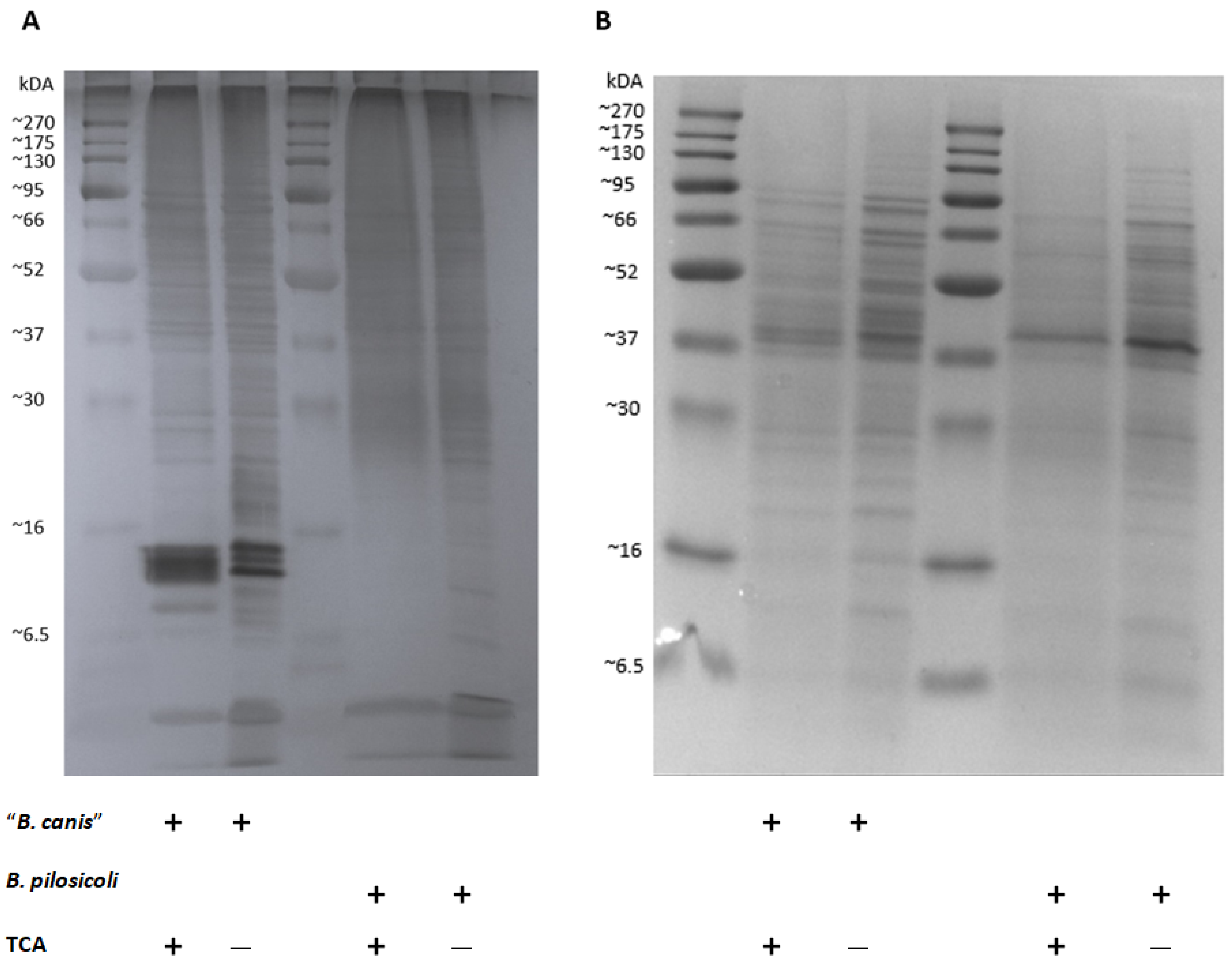 Vetsci 11 00302 g006