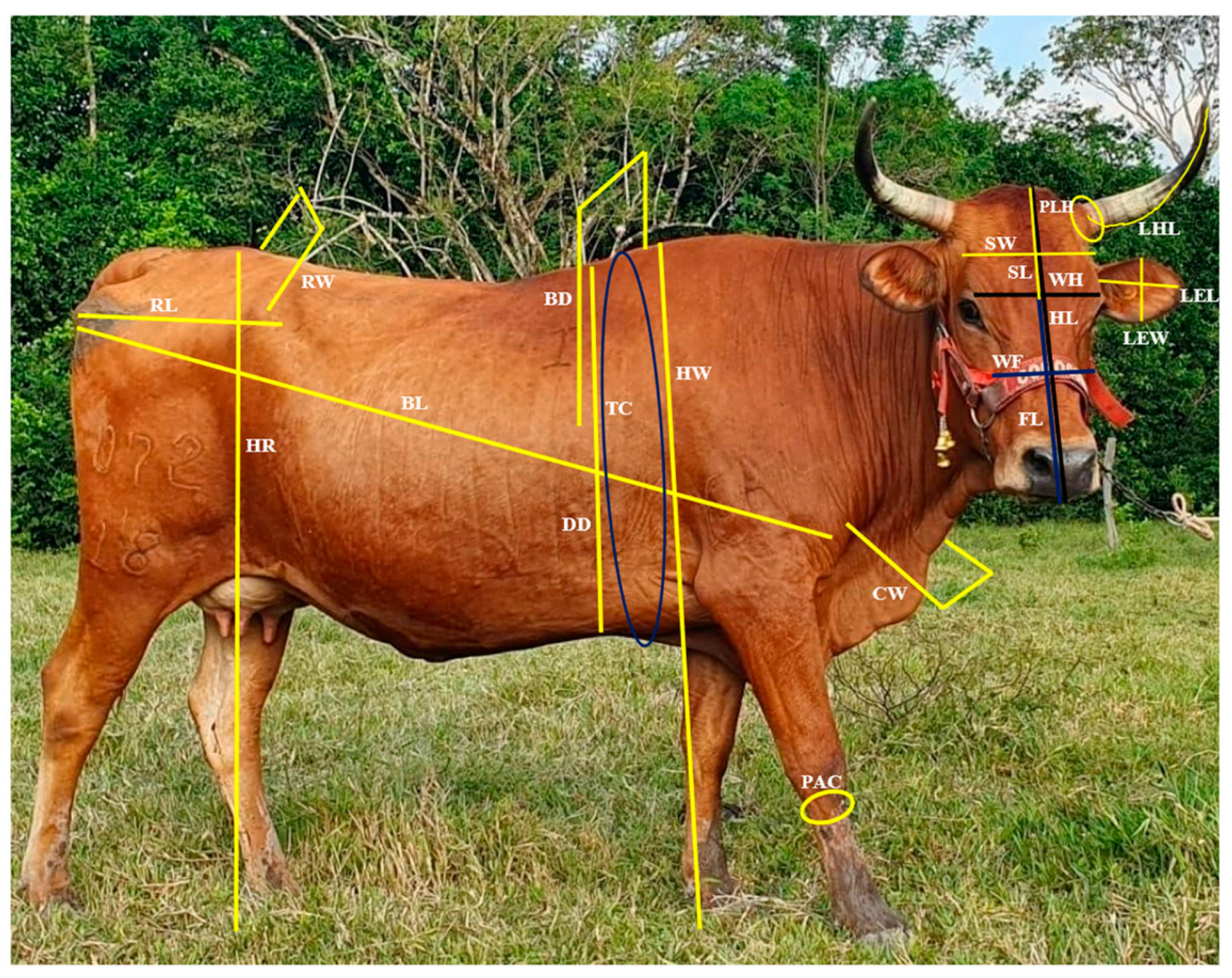 Vetsci 11 00304 g003