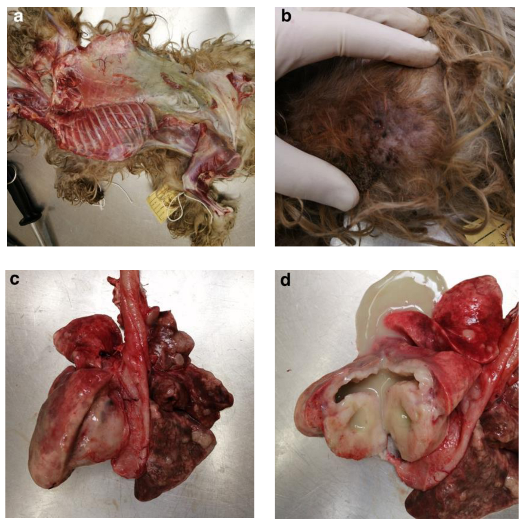 Vetsci 11 00312 g001