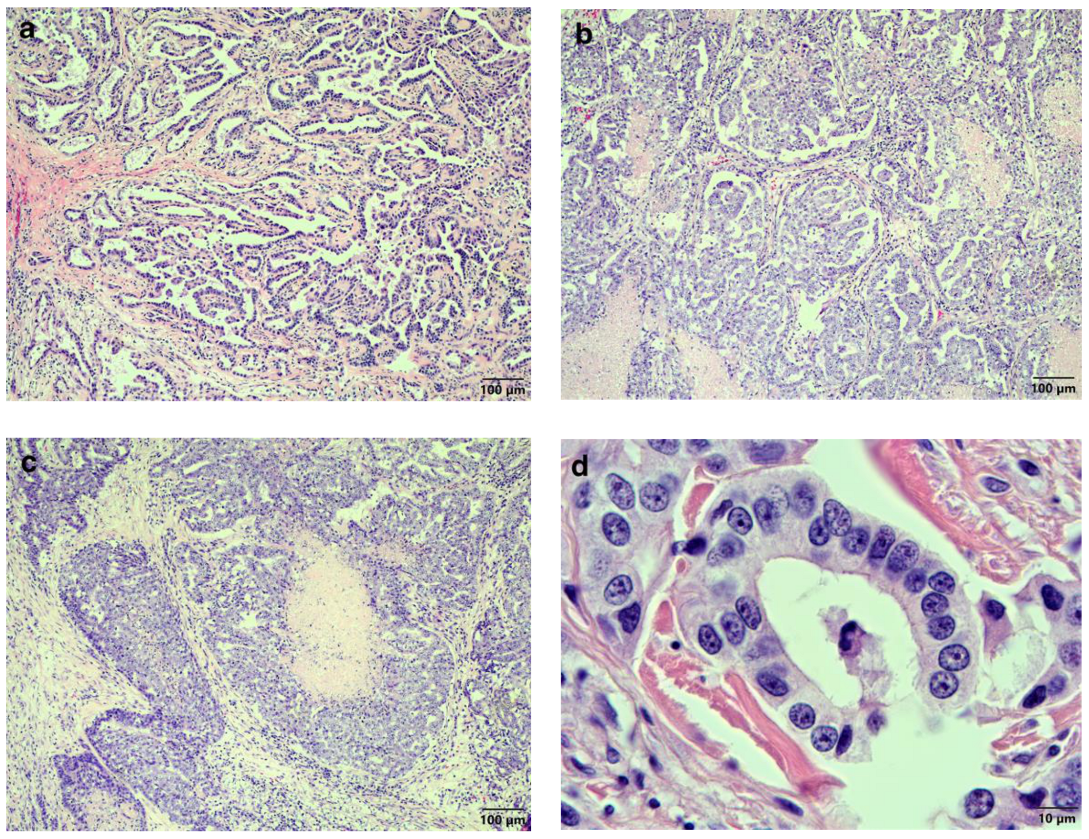 Vetsci 11 00312 g003