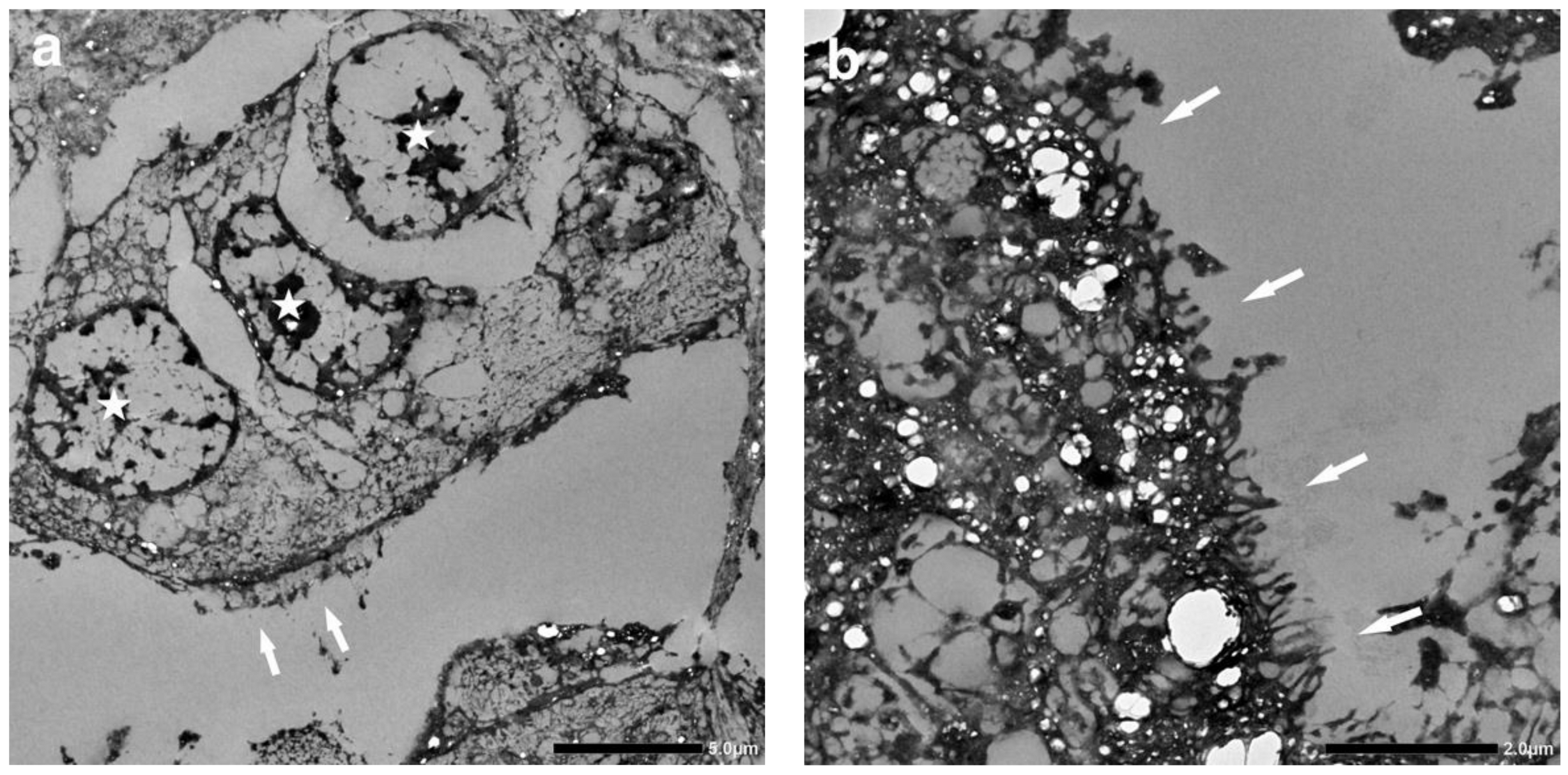 Vetsci 11 00312 g004