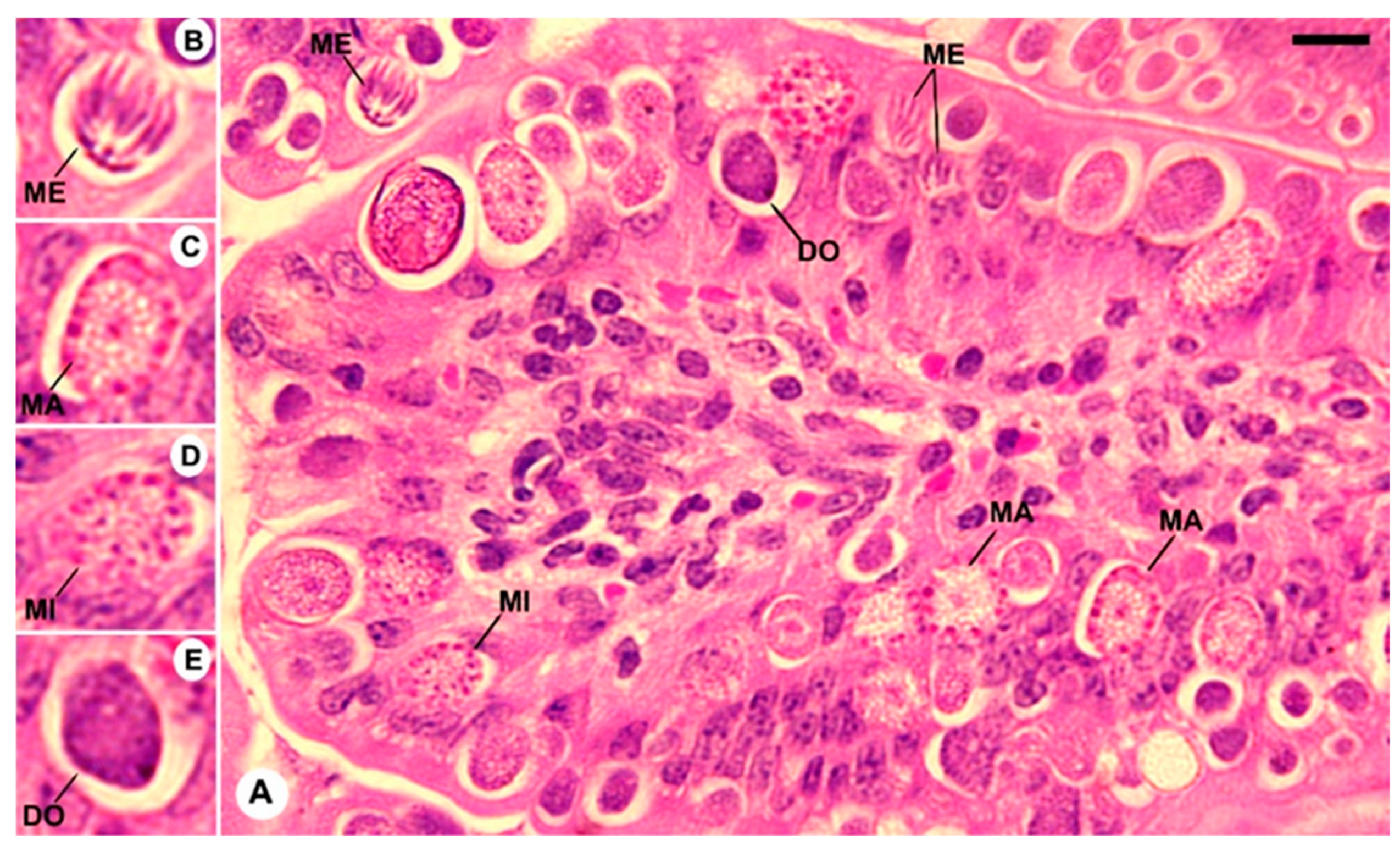 Vetsci 11 00314 g004