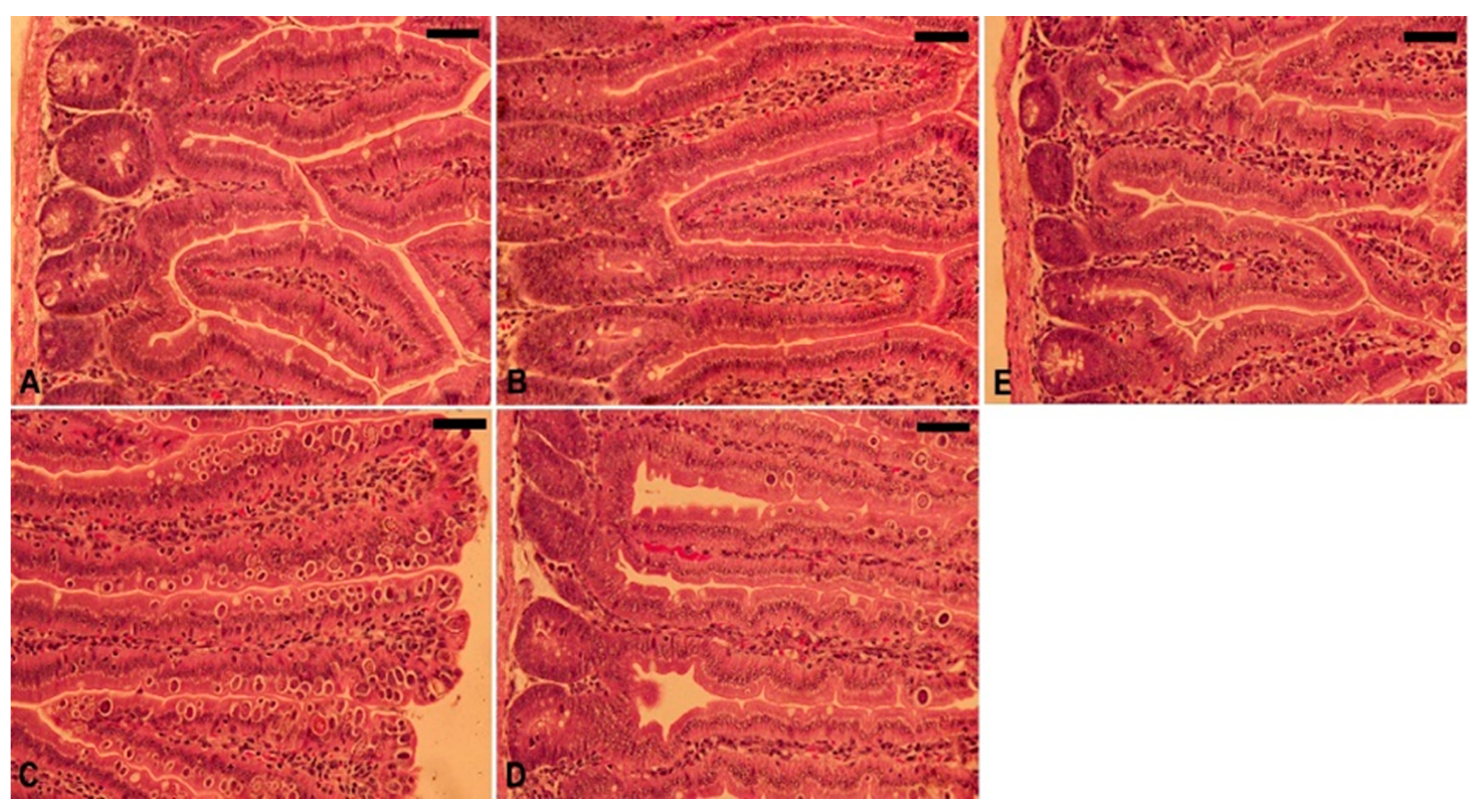 Vetsci 11 00314 g006