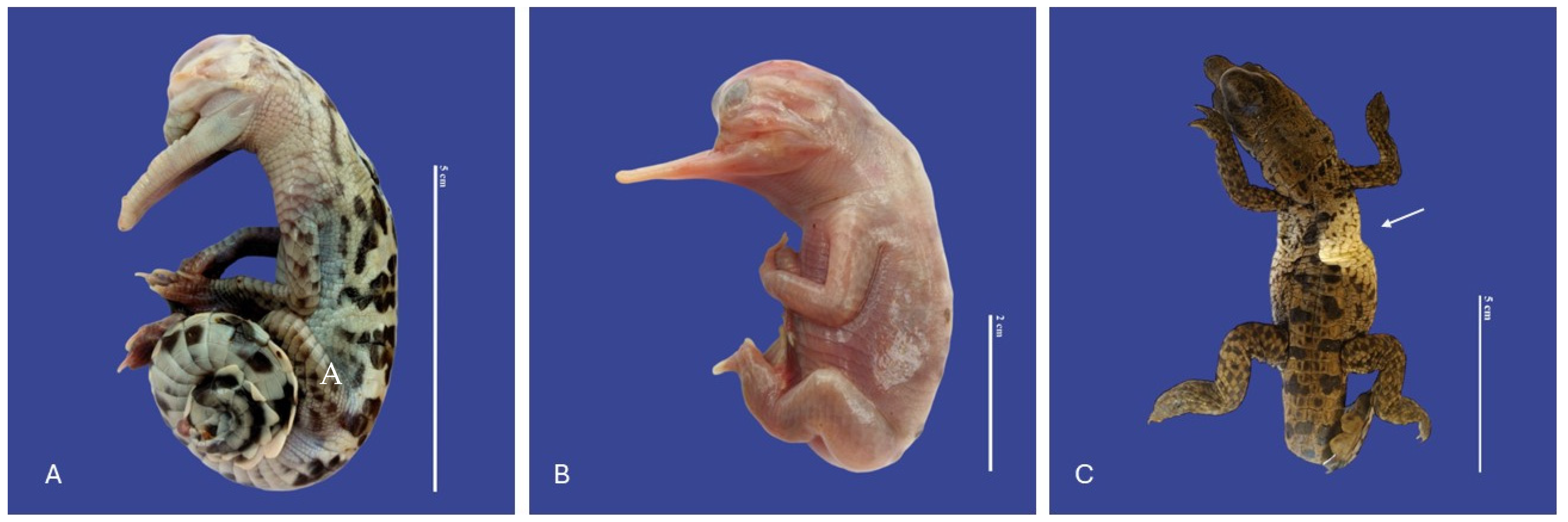 Vetsci 11 00317 g004