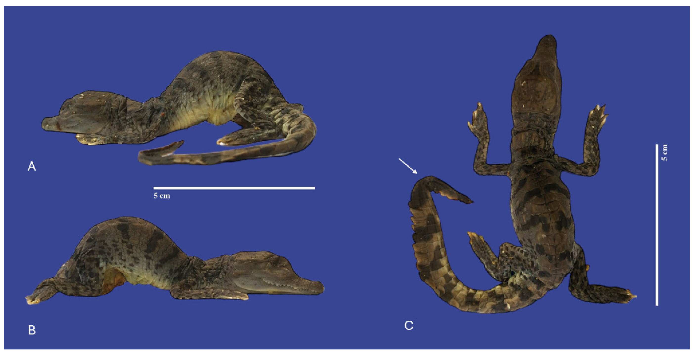 Vetsci 11 00317 g005