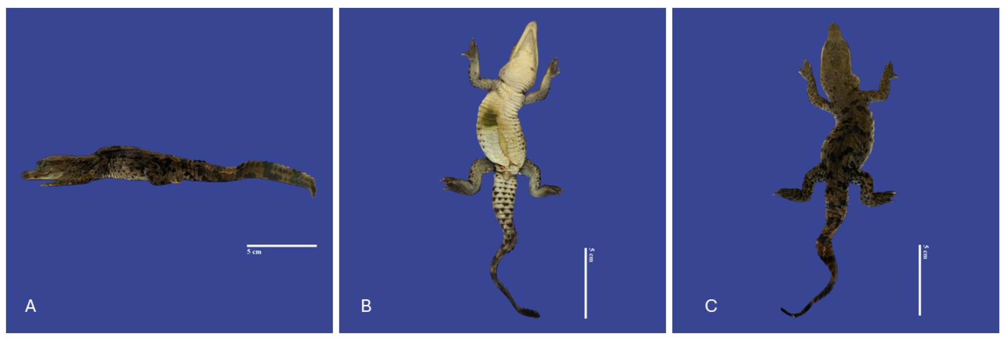 Vetsci 11 00317 g006