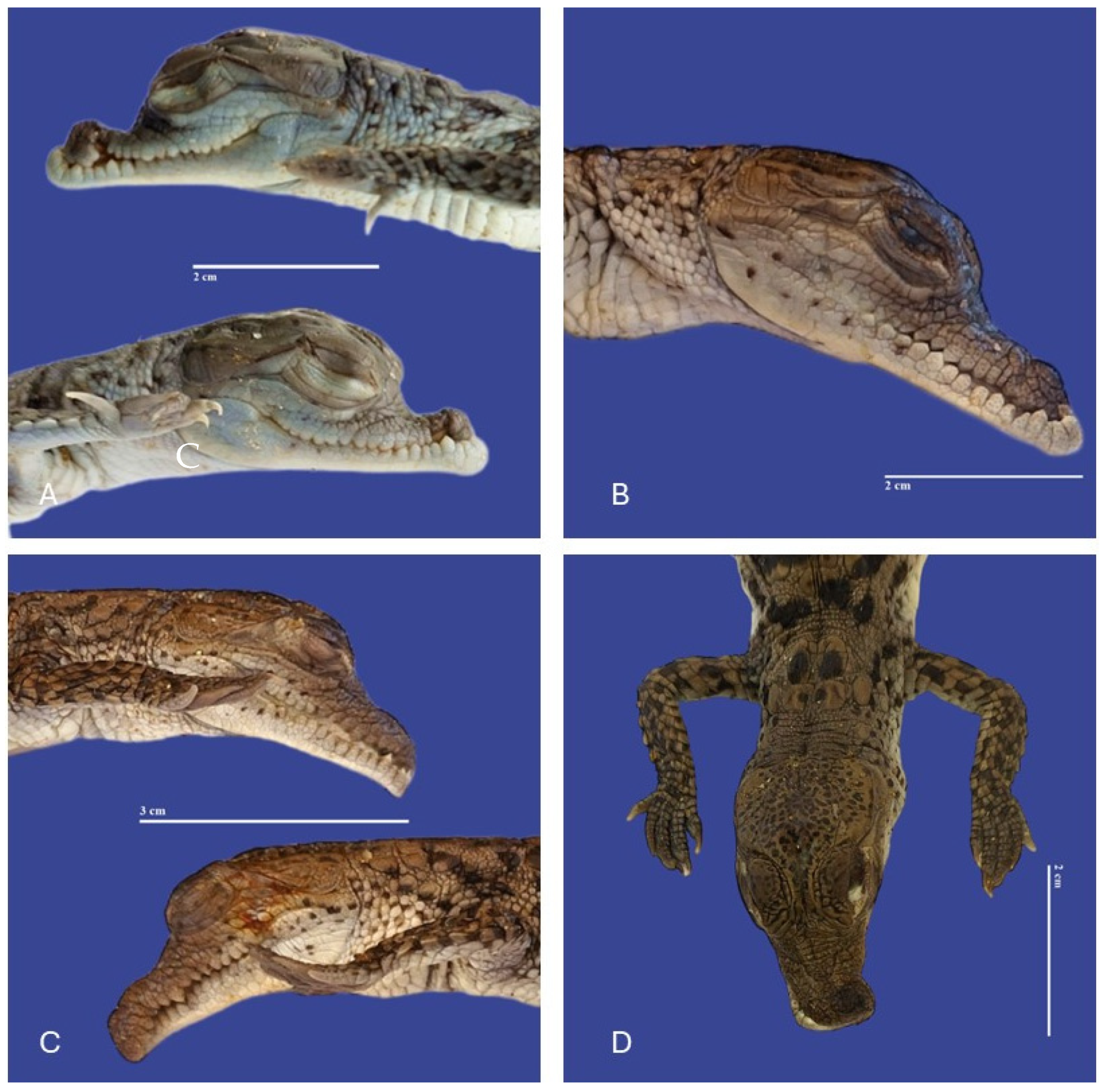 Vetsci 11 00317 g009