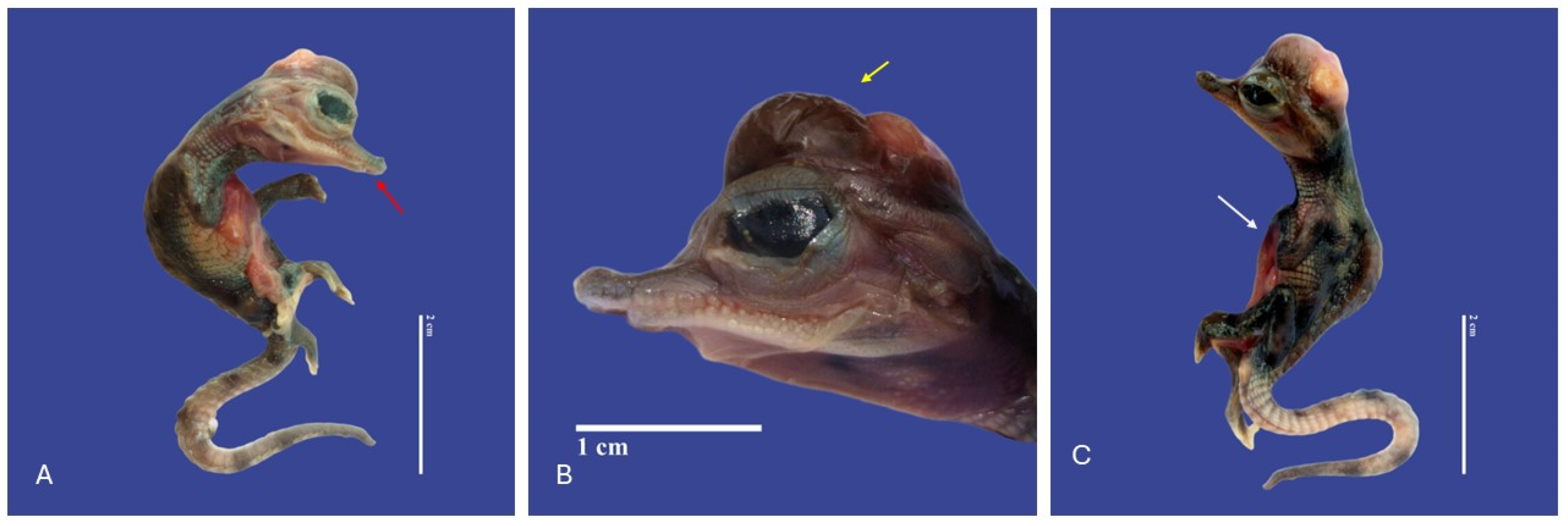 Vetsci 11 00317 g010