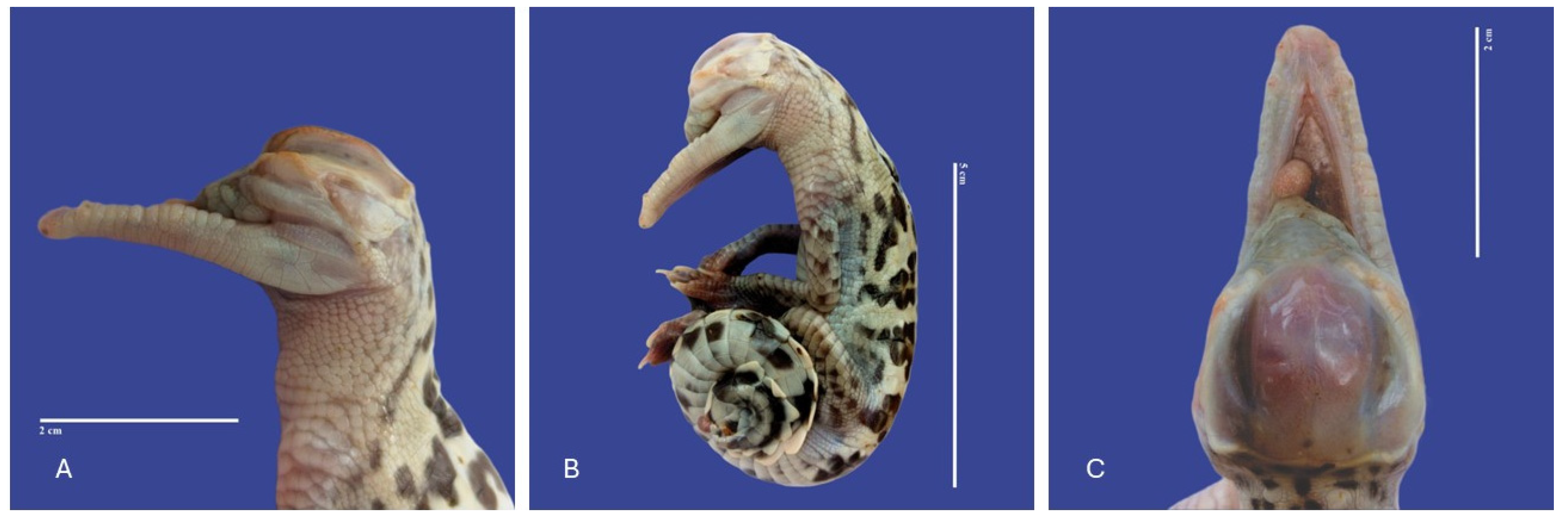 Vetsci 11 00317 g011