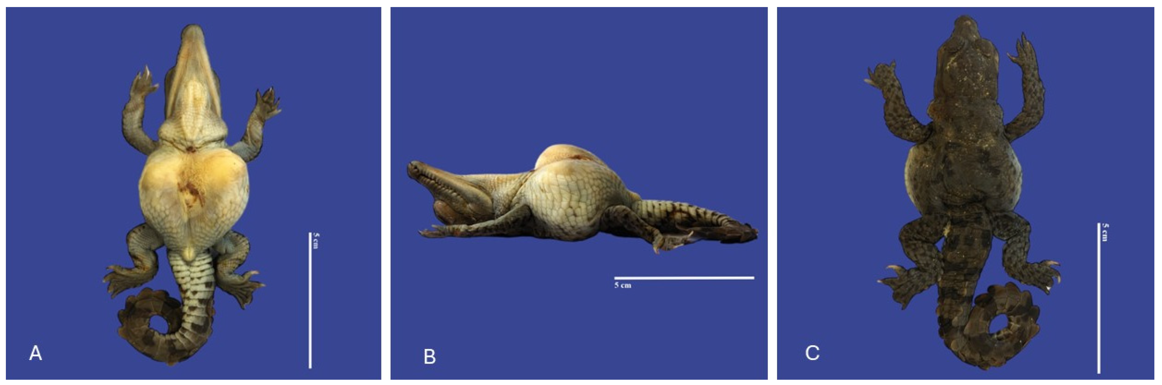 Vetsci 11 00317 g016