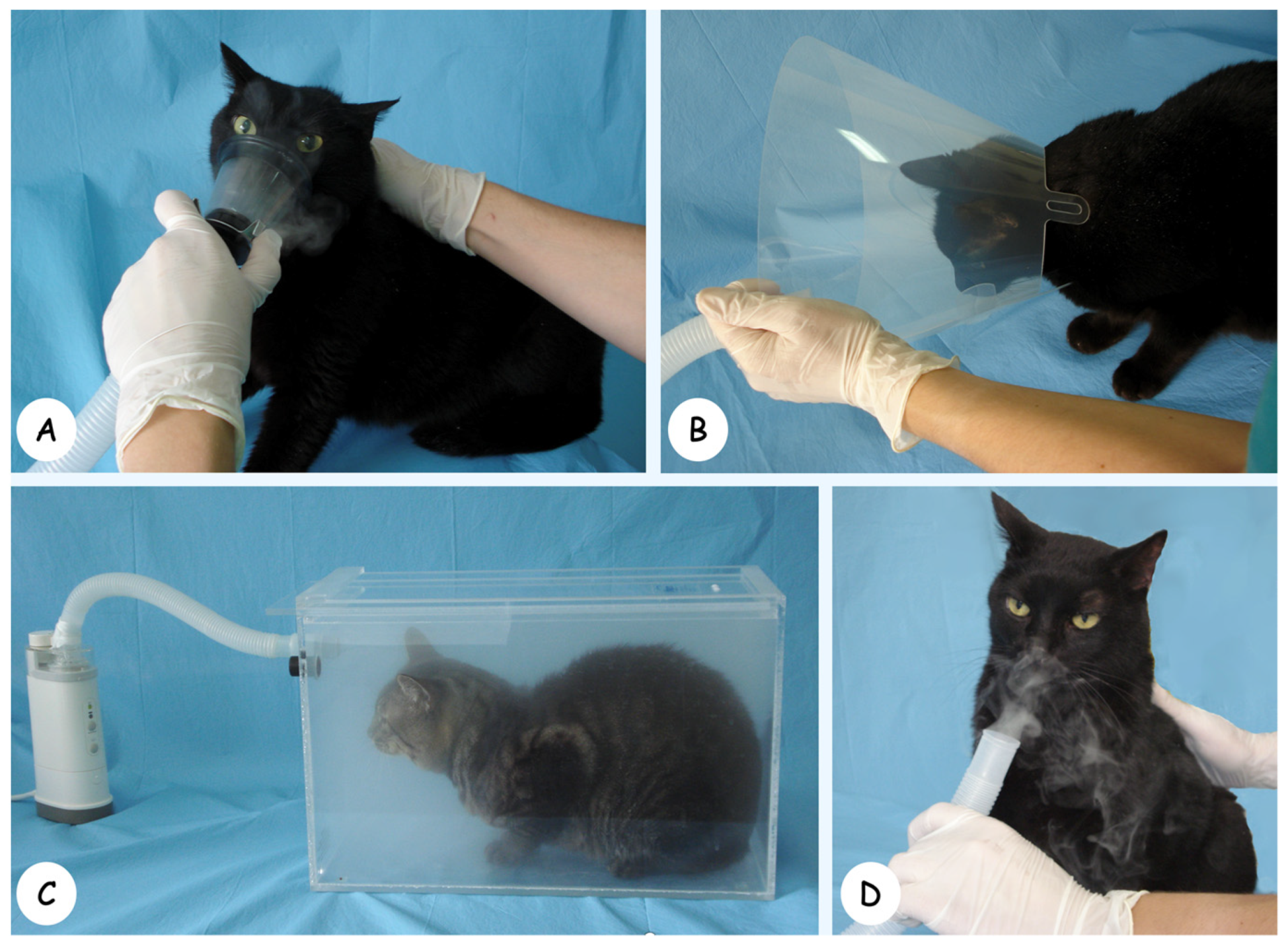 Vetsci 11 00320 g001