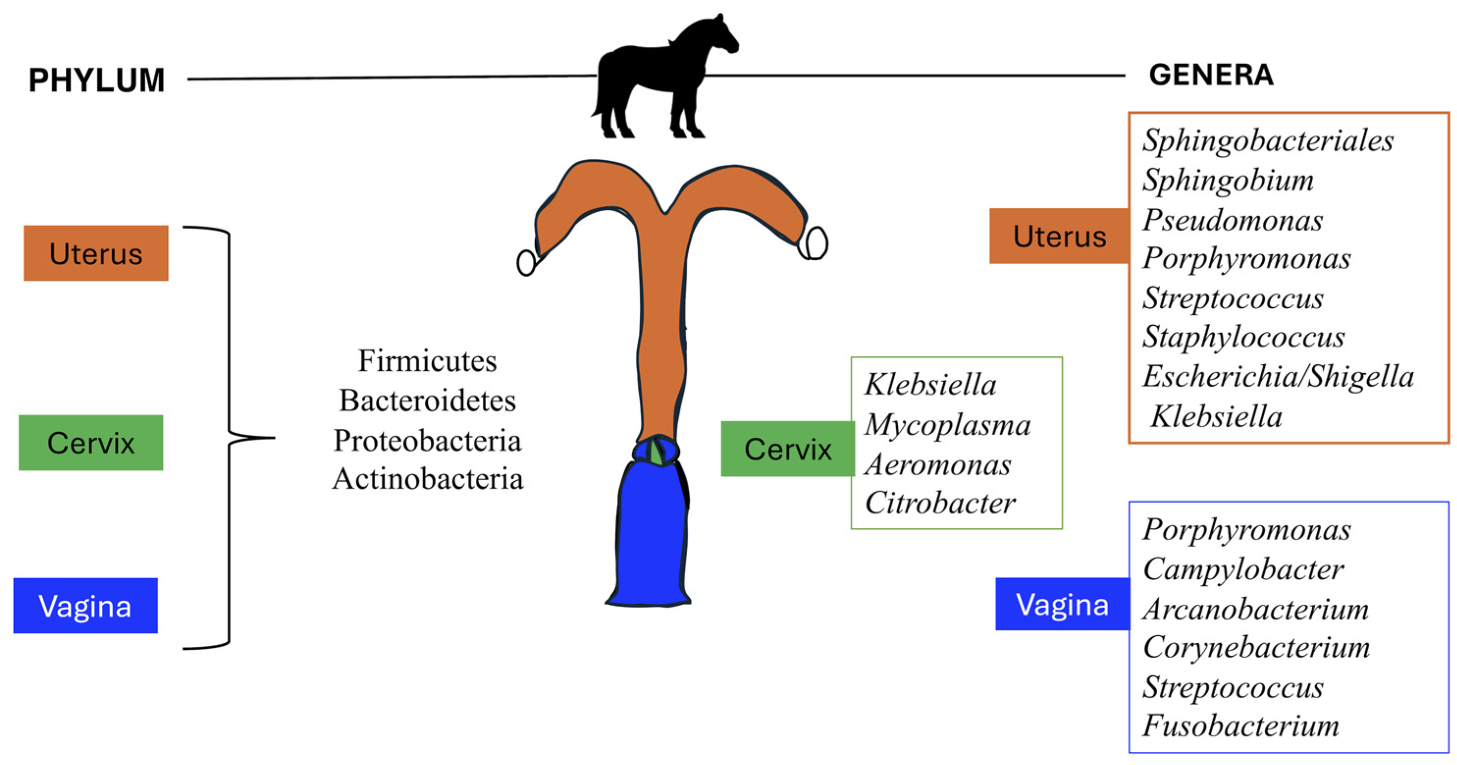 Vetsci 11 00324 g001