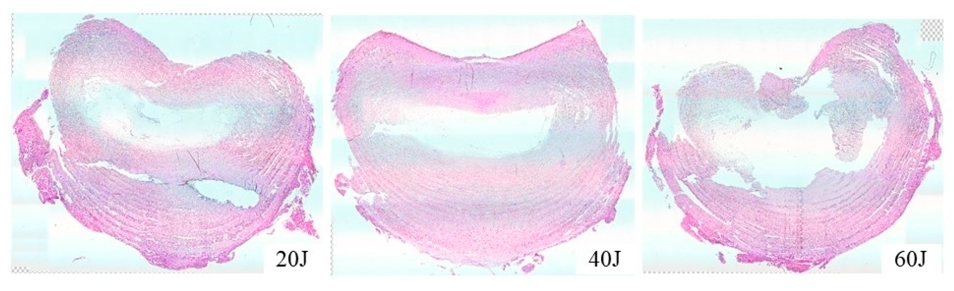 Vetsci 11 00325 g007