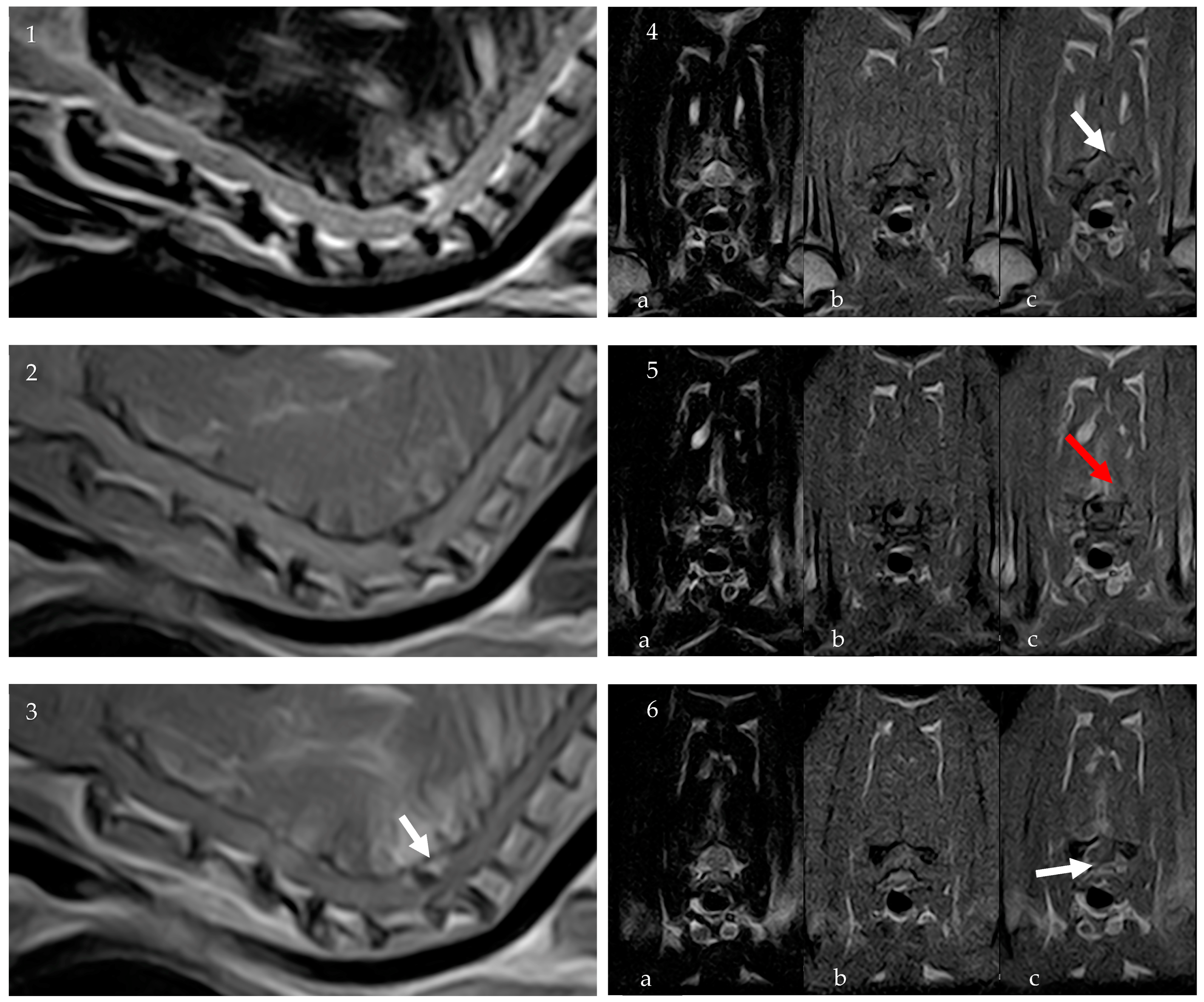 Vetsci 11 00328 g002