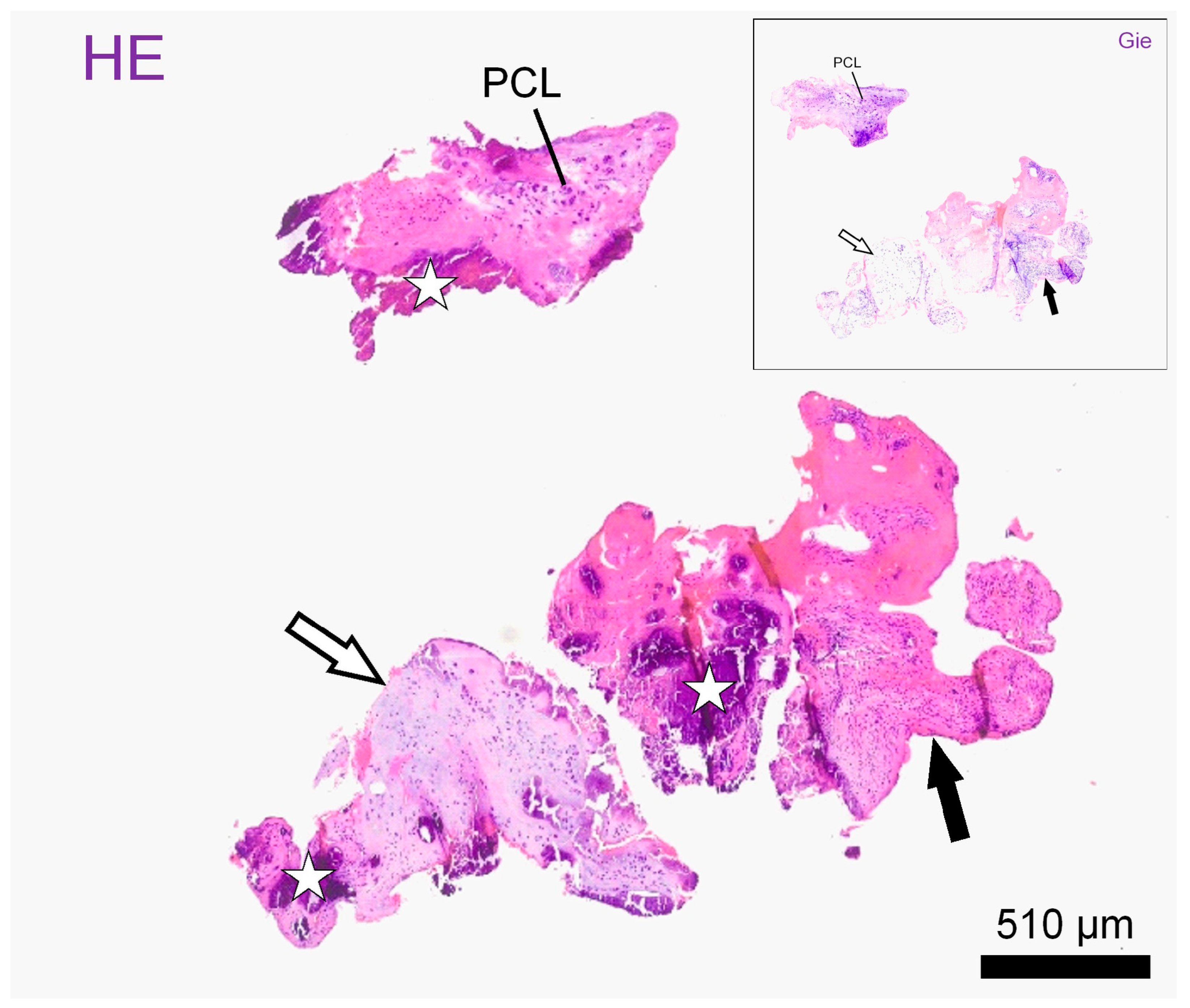 Vetsci 11 00328 g003