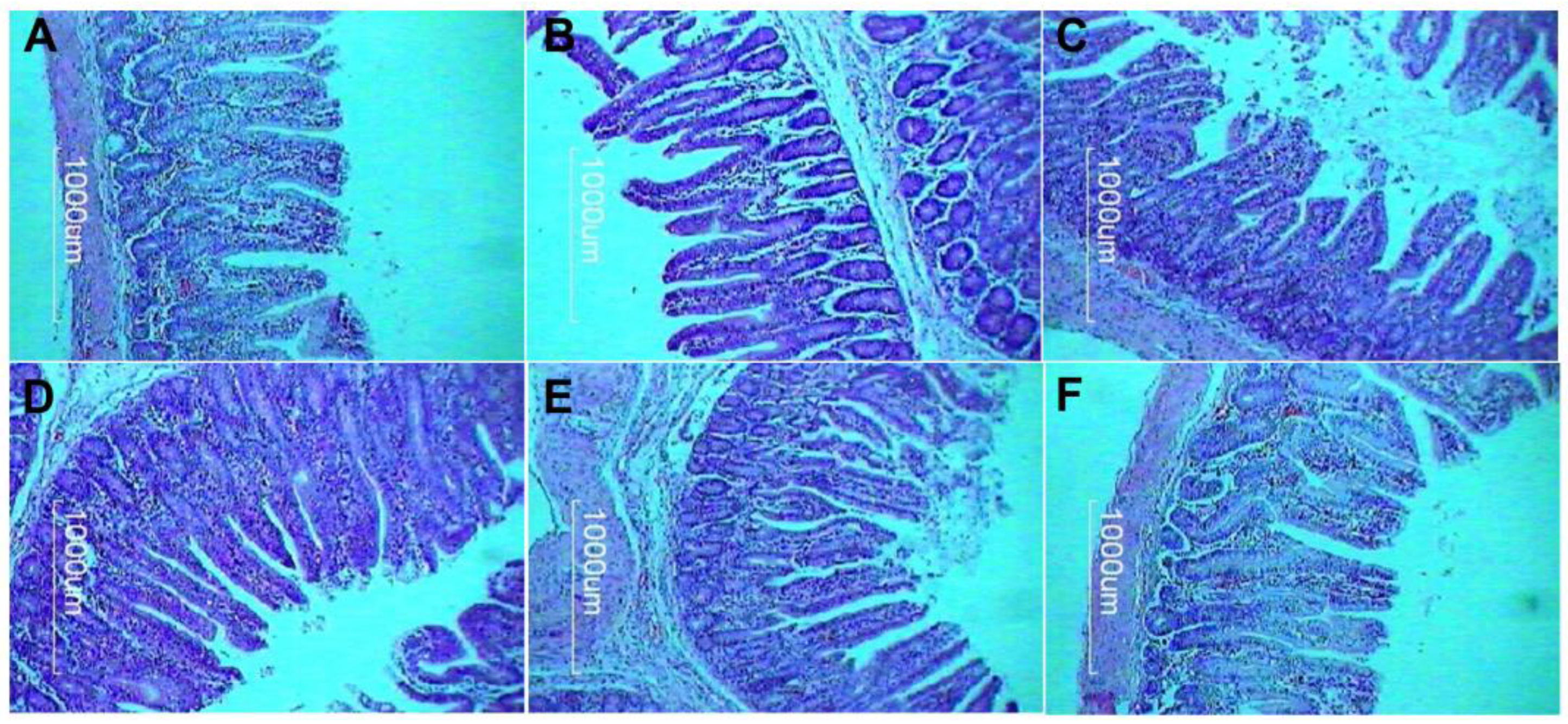 Vetsci 11 00332 g001