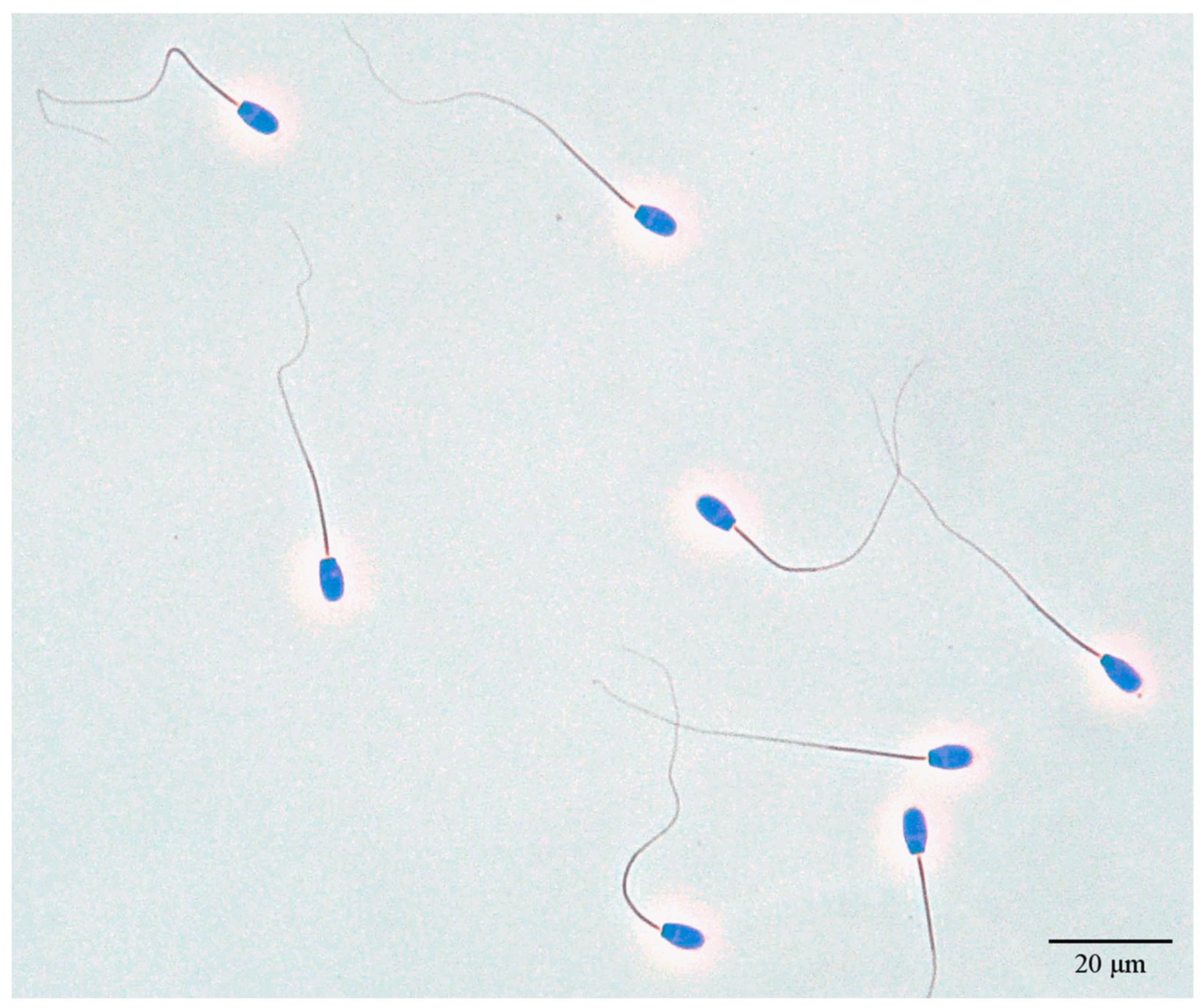 Vetsci 11 00337 g002