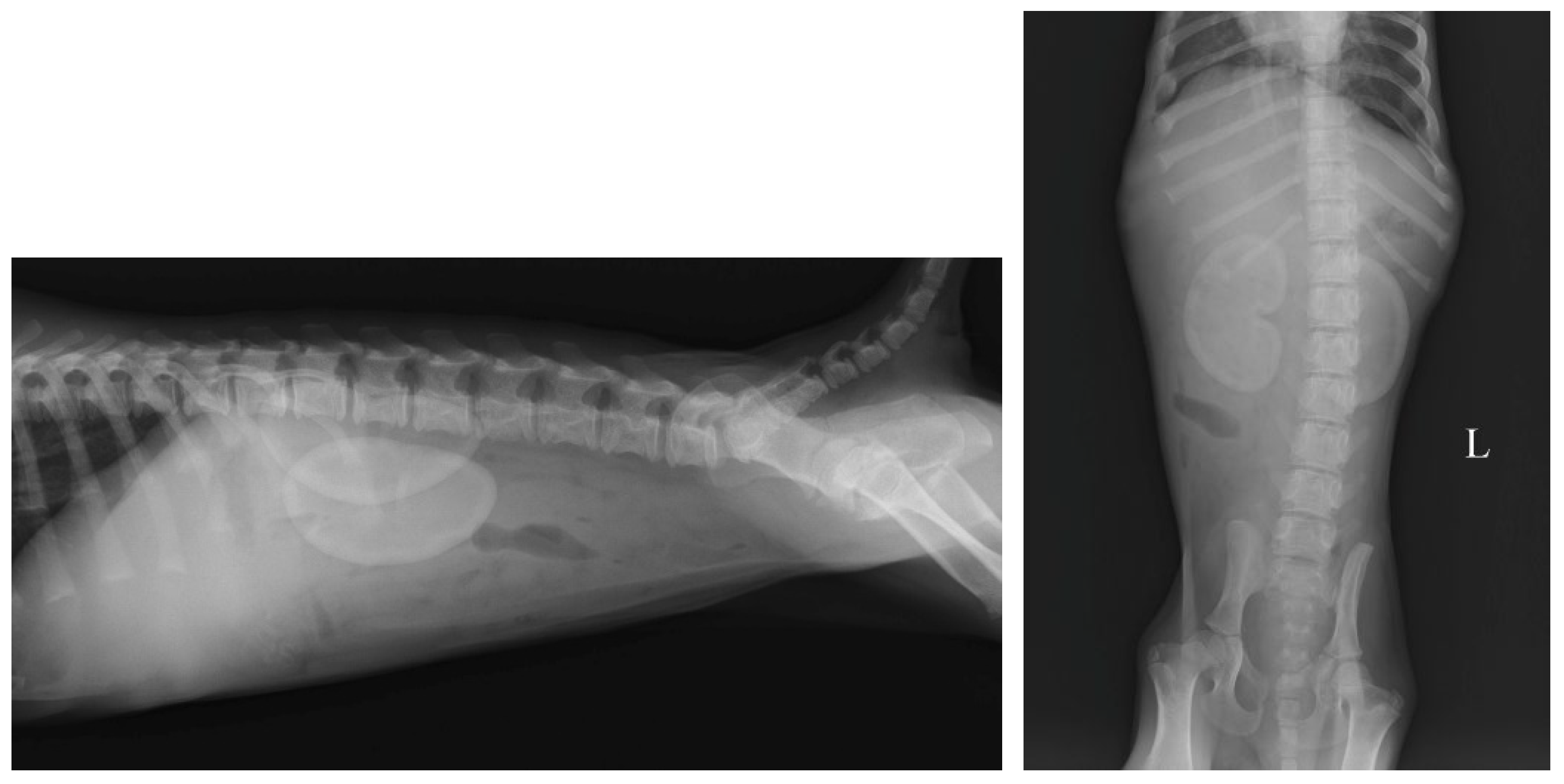 Vetsci 11 00338 g001