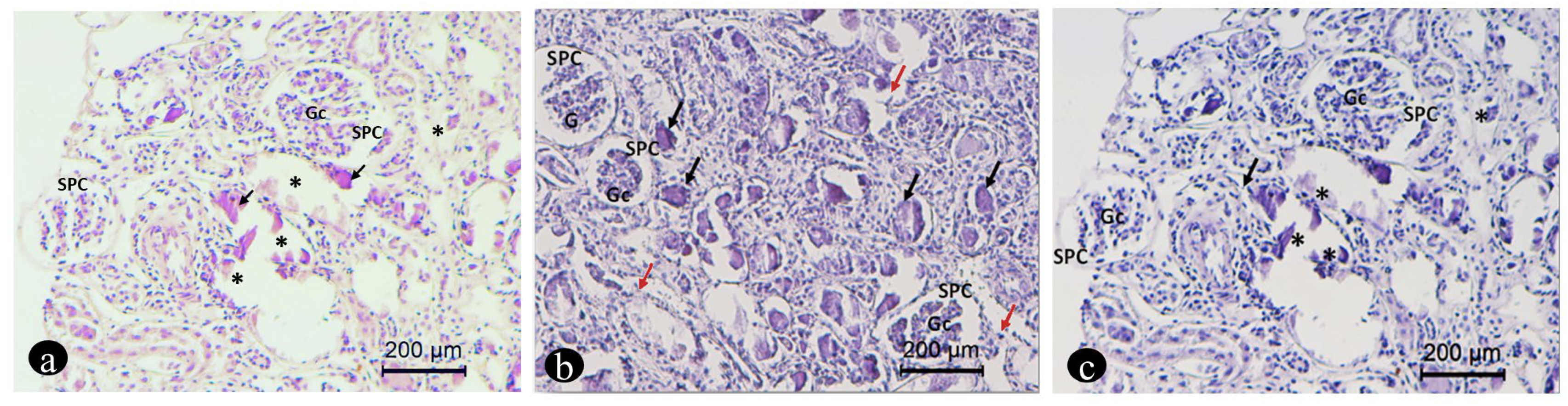 Vetsci 11 00338 g004