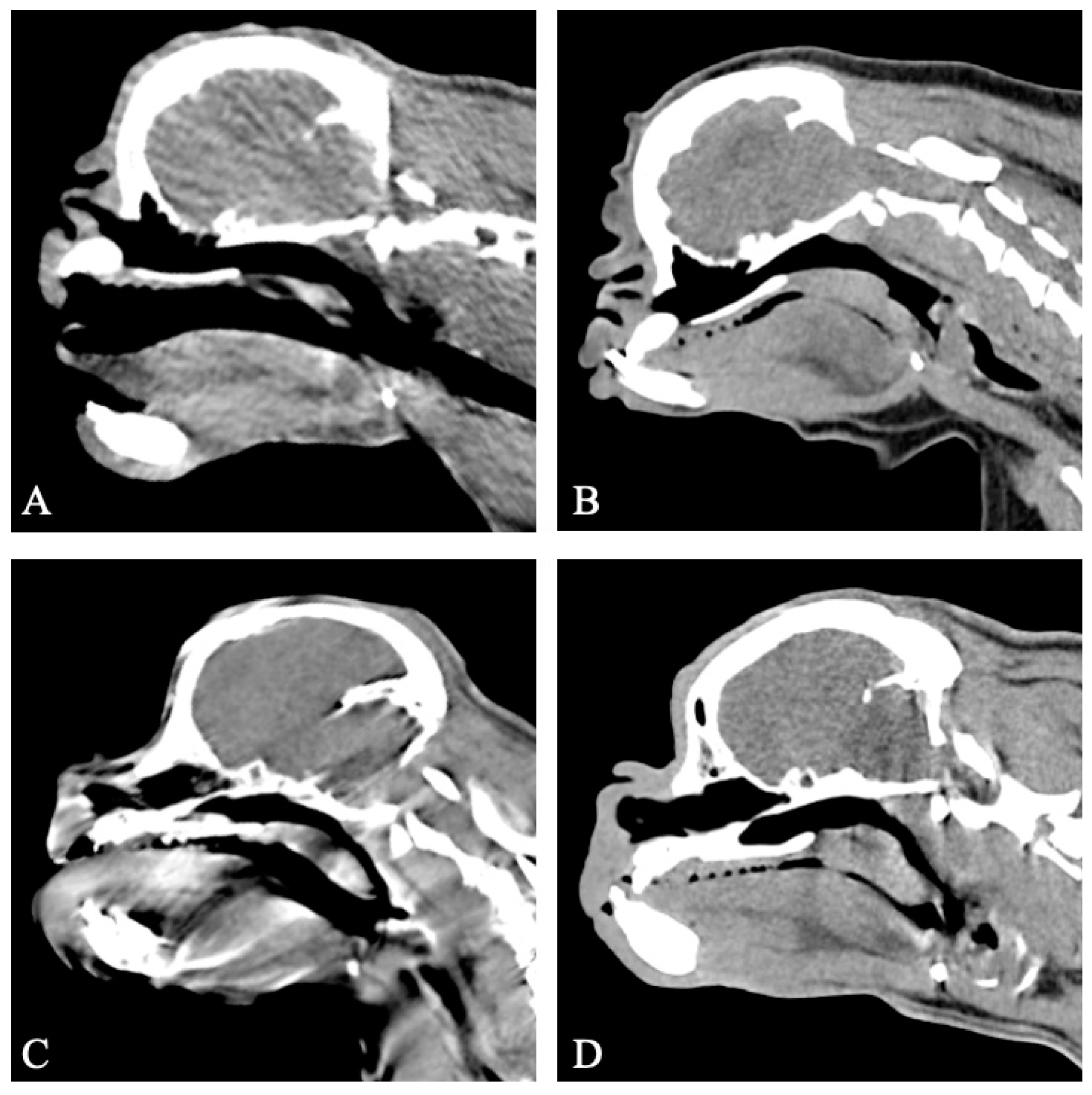 Vetsci 11 00342 g002