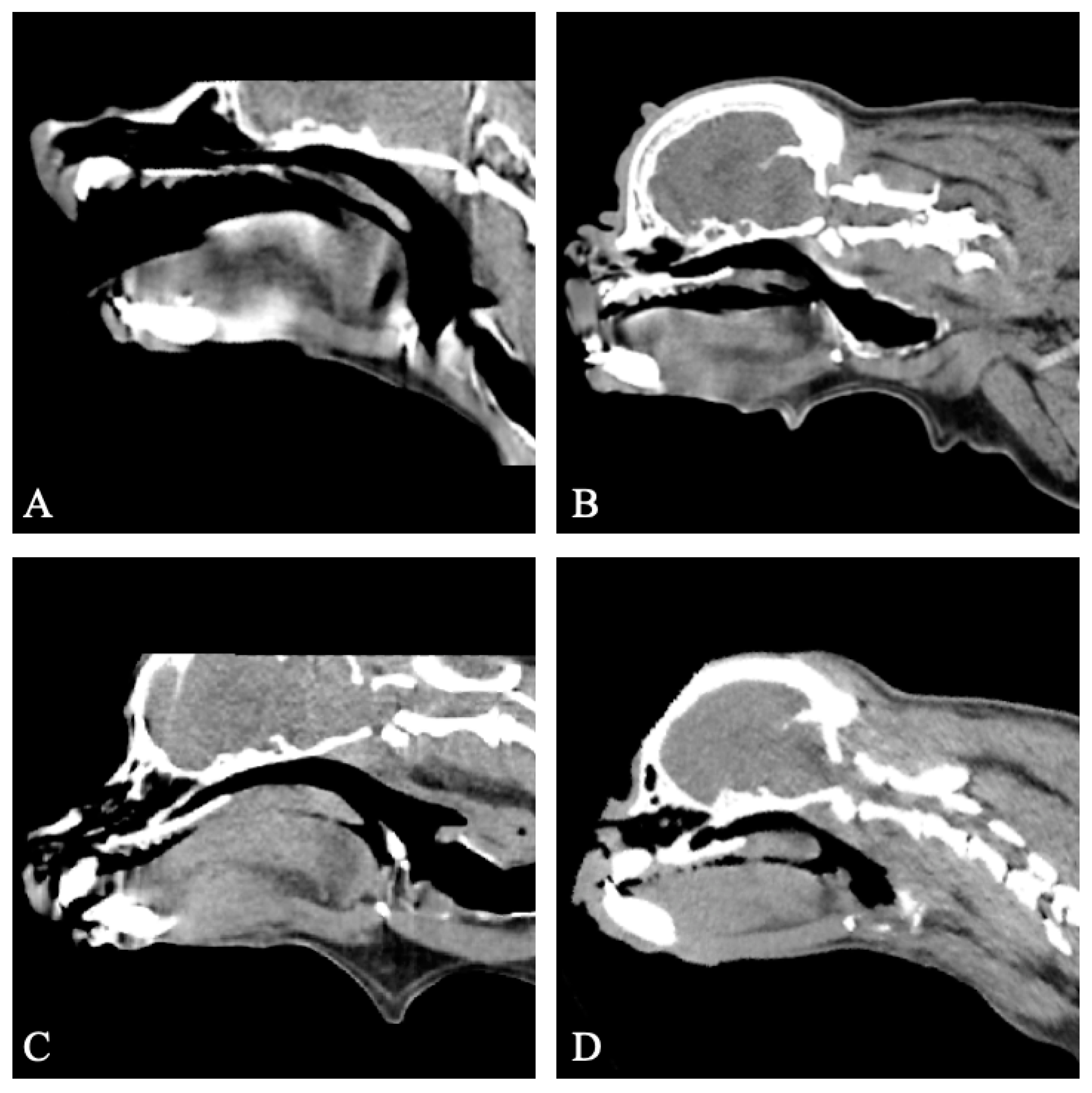 Vetsci 11 00342 g004