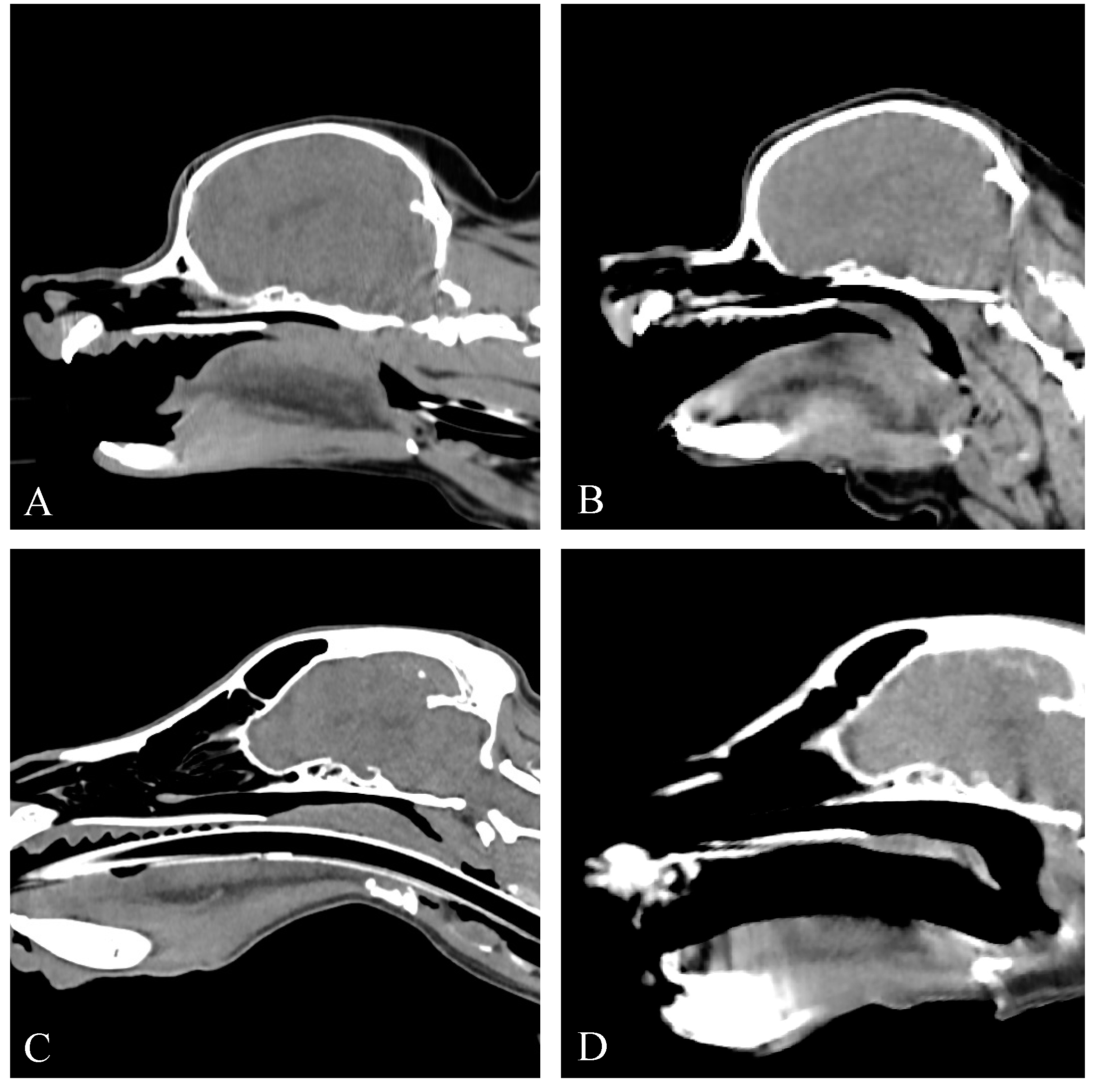 Vetsci 11 00342 g005