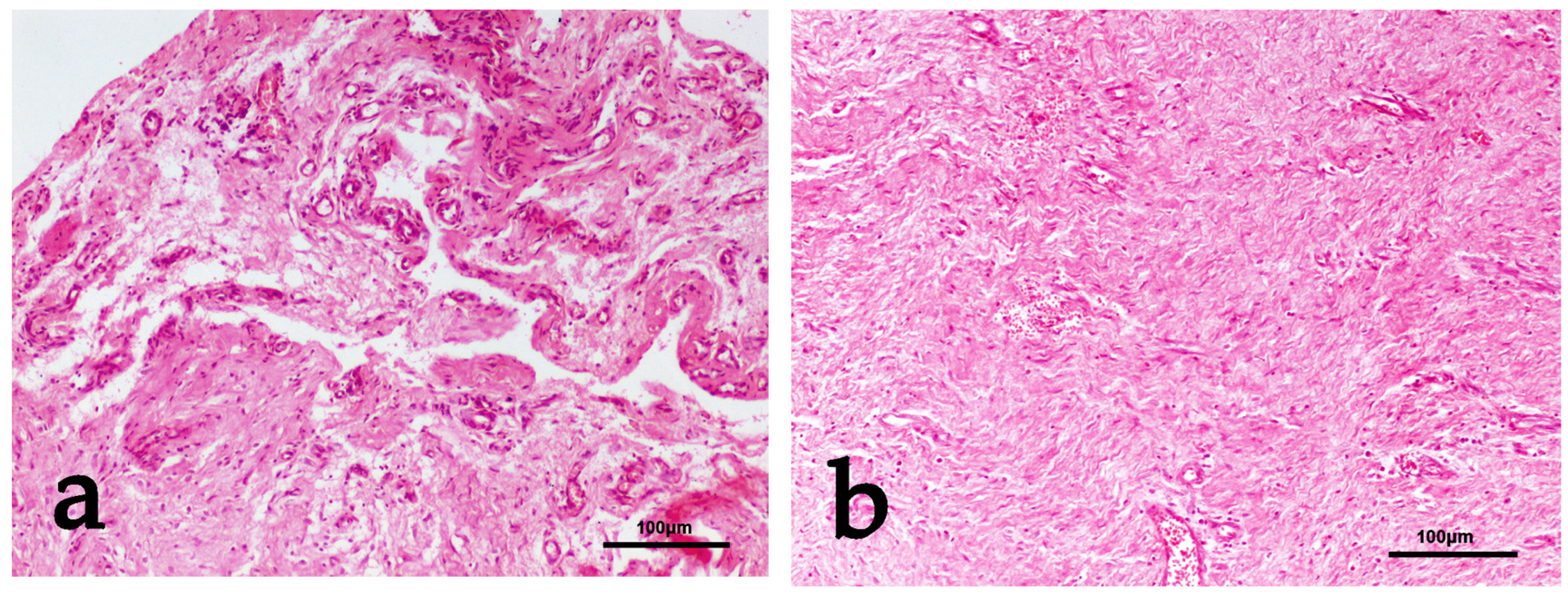 Vetsci 11 00343 g011