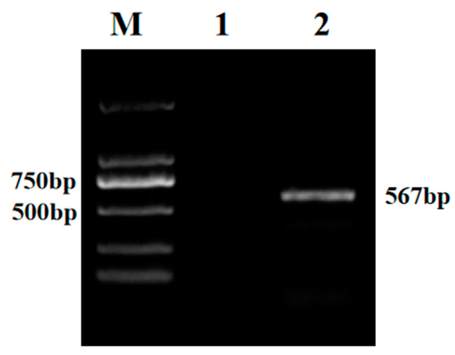 Vetsci 11 00348 g001 Vetsci 11 00348 g001