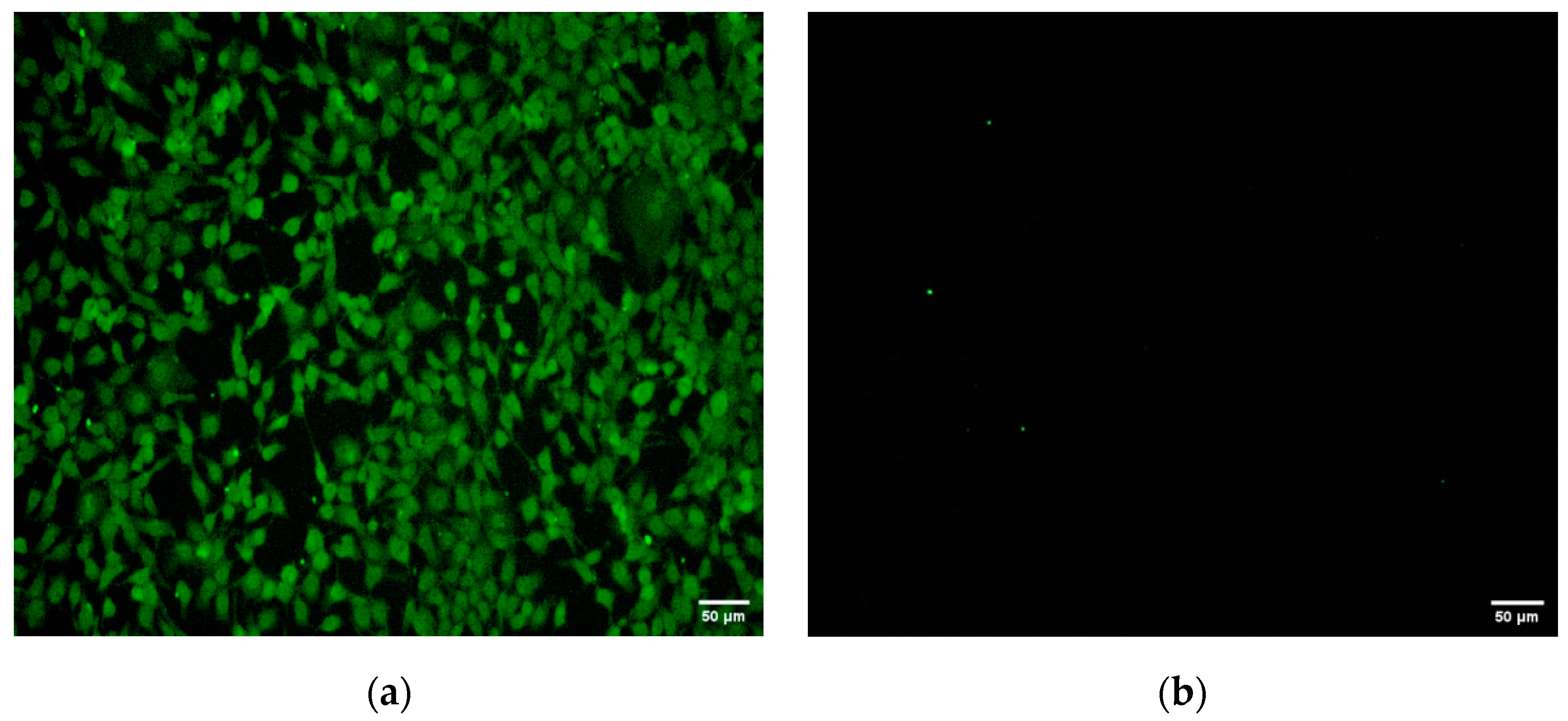 Vetsci 11 00348 g004 Vetsci 11 00348 g004