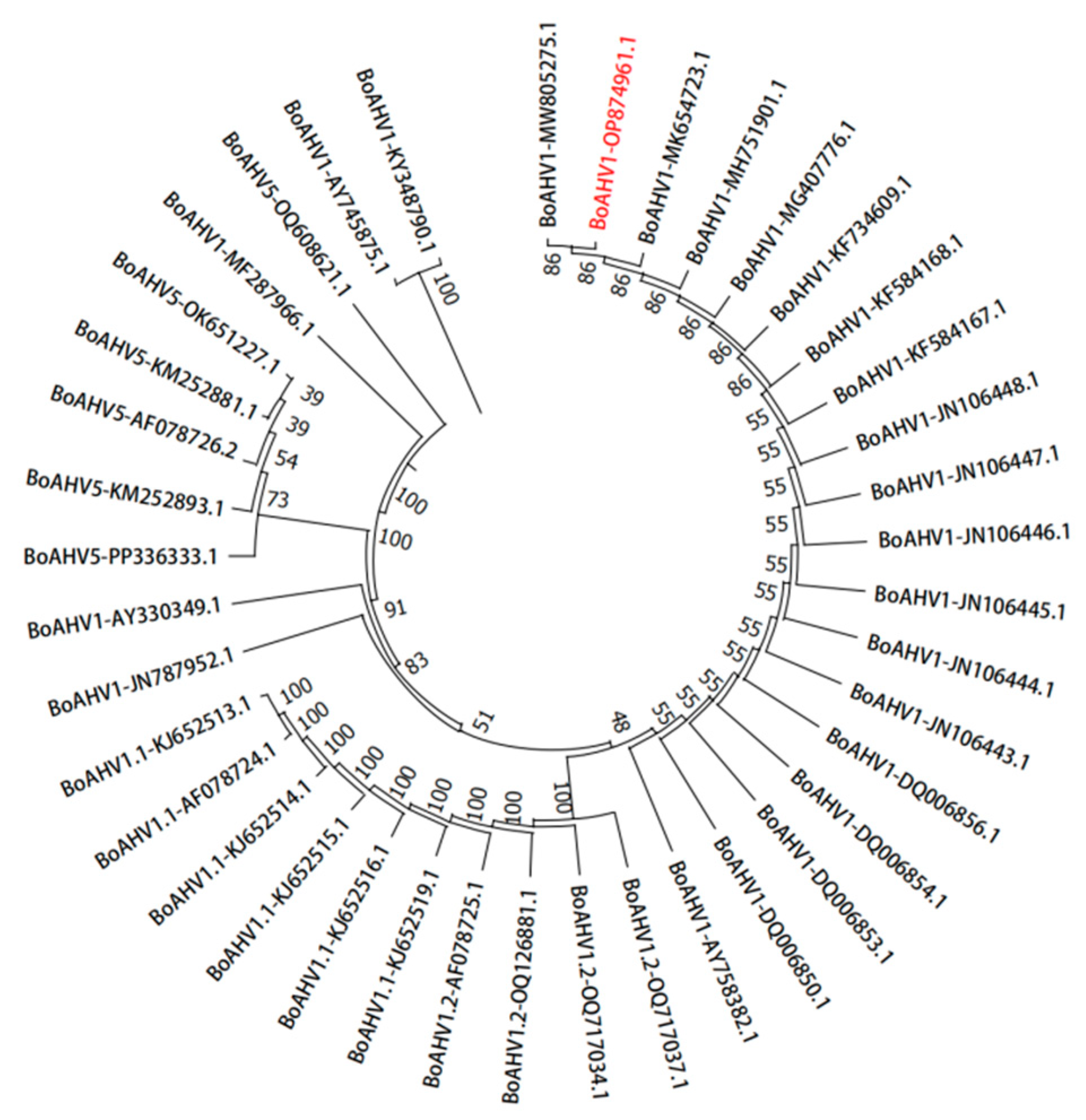 Vetsci 11 00348 g005 Vetsci 11 00348 g005