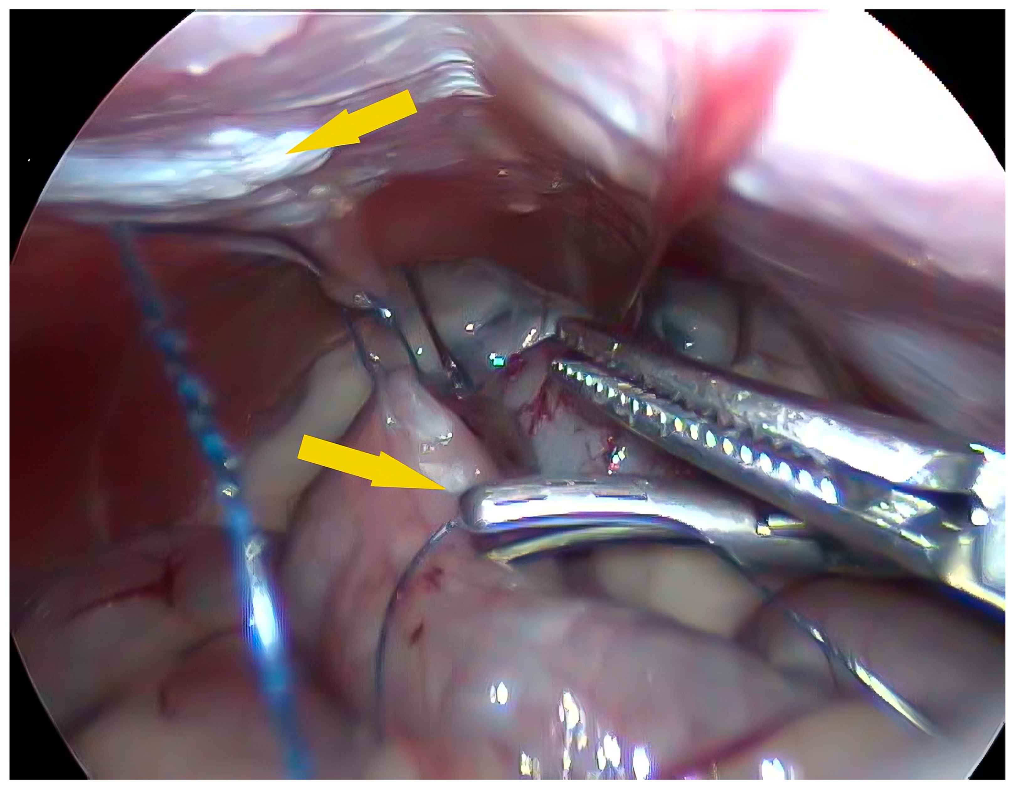 Vetsci 11 00355 g002