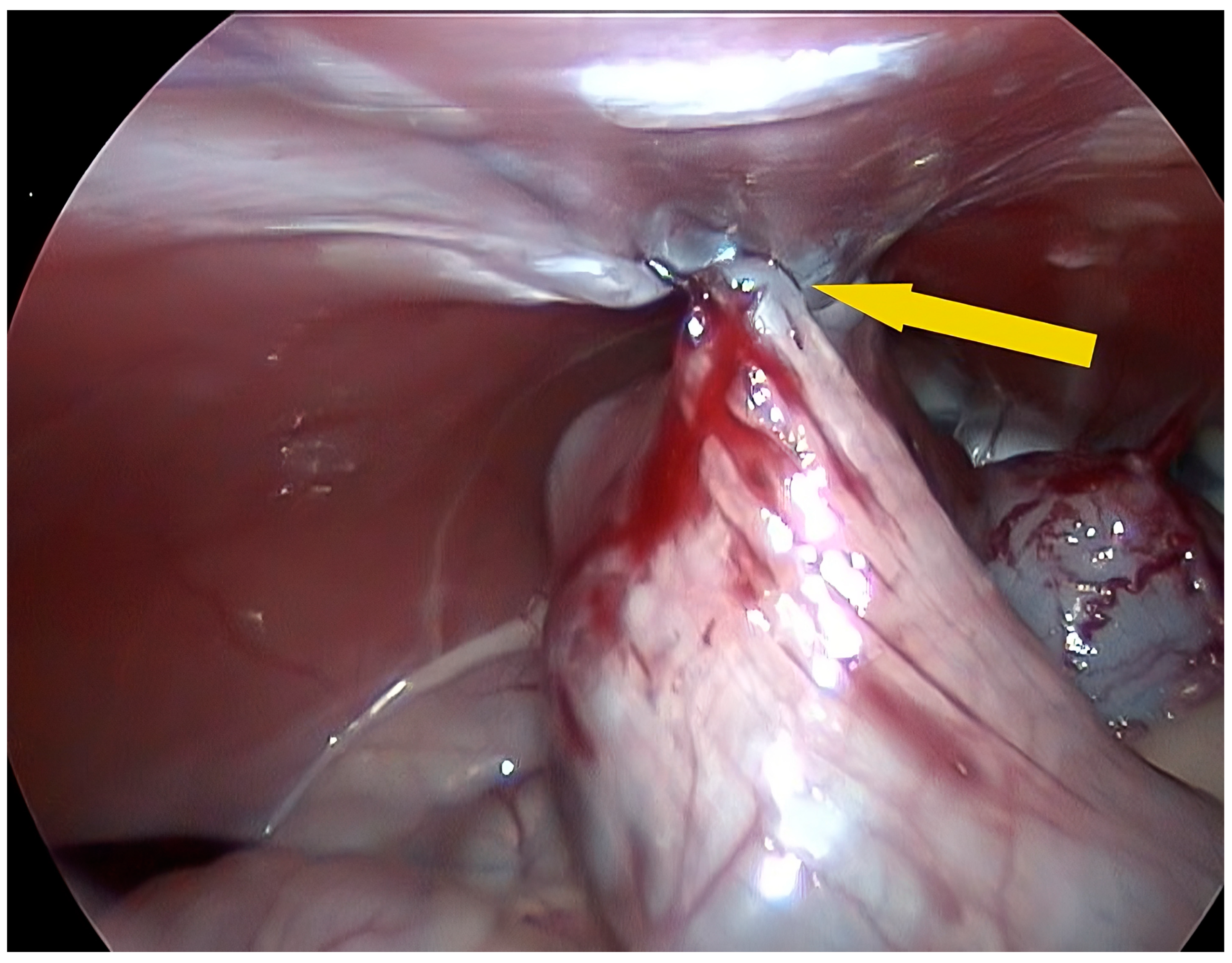 Vetsci 11 00355 g003