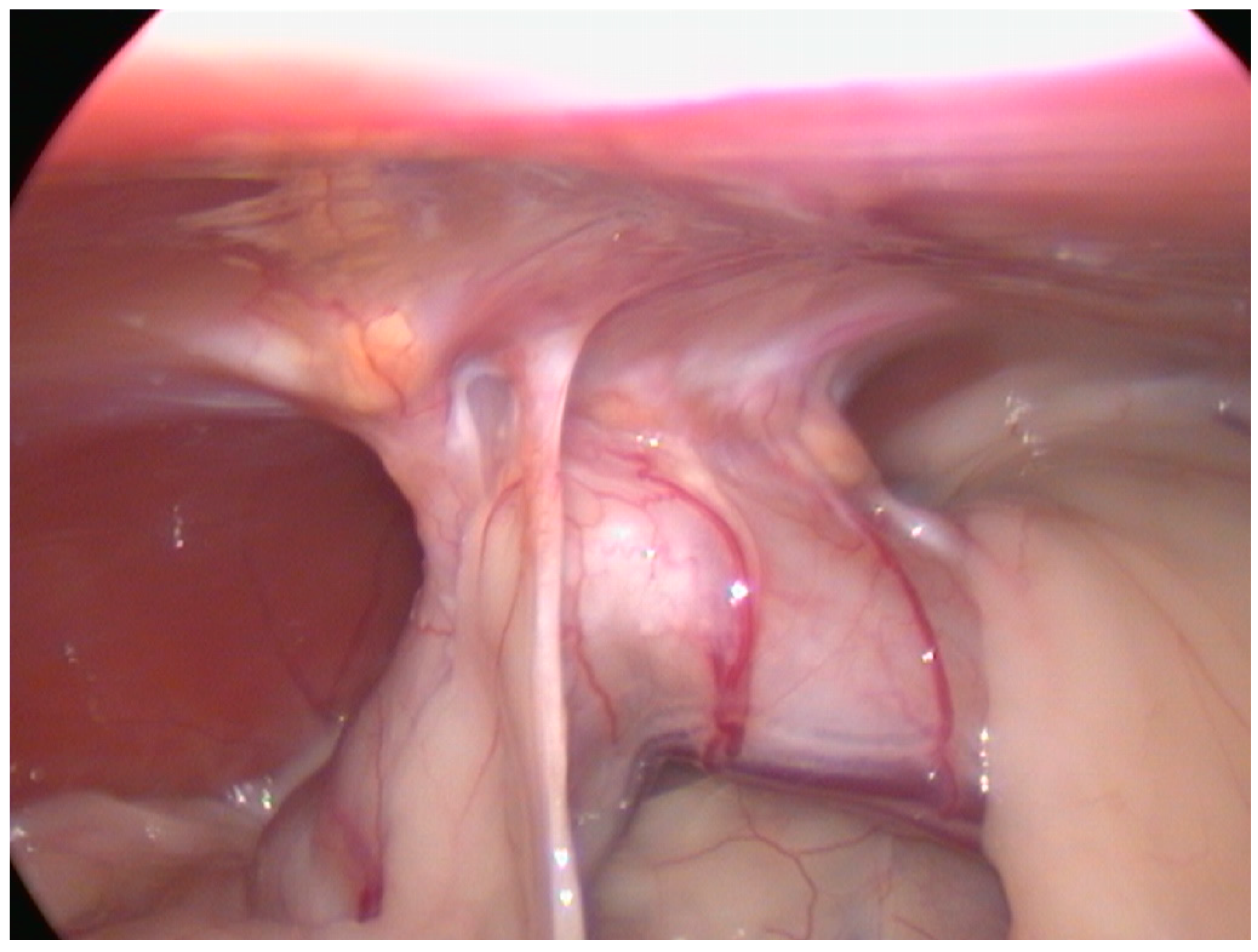 Vetsci 11 00355 g004