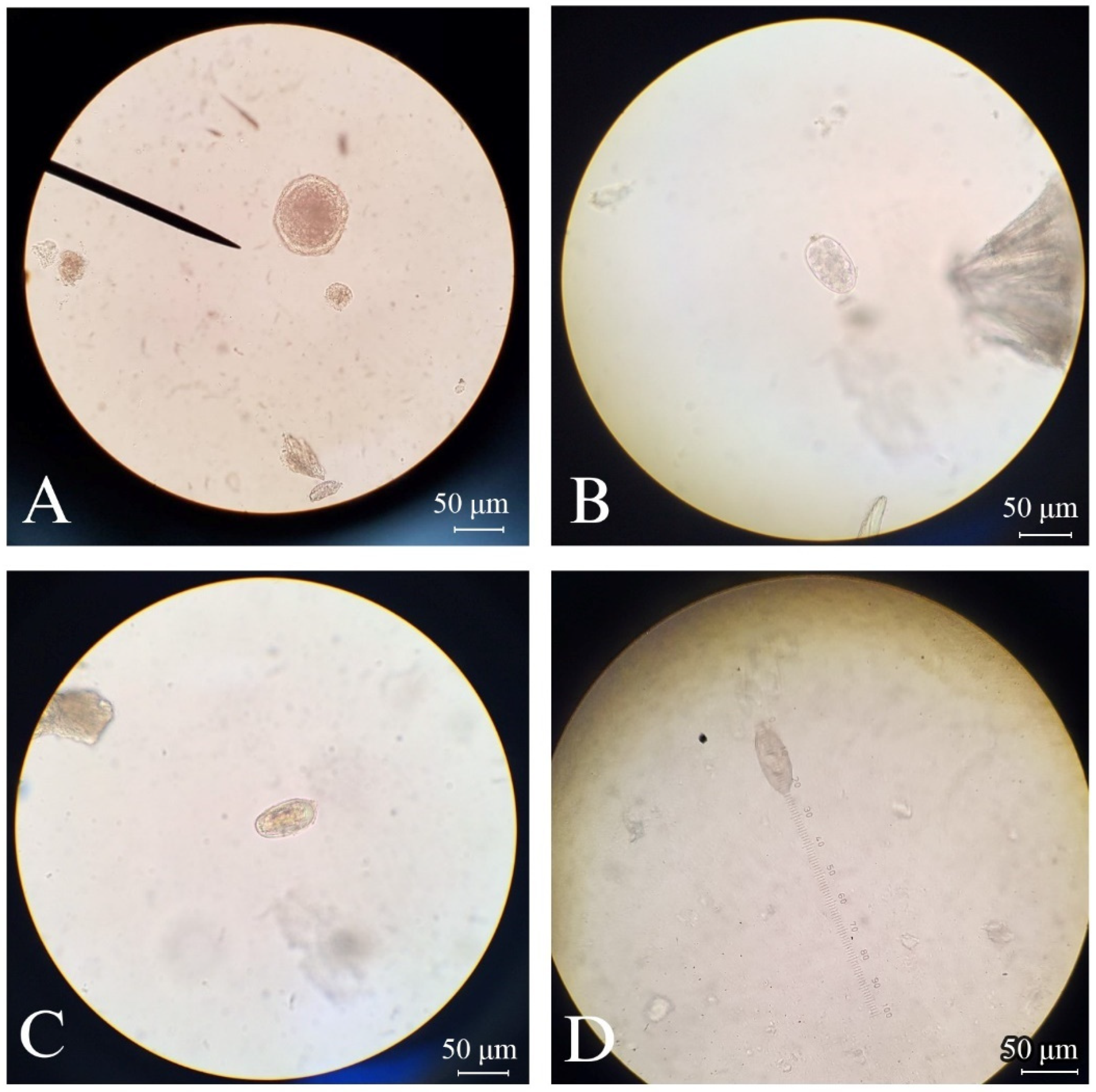Vetsci 11 00358 g002 Vetsci 11 00358 g002
