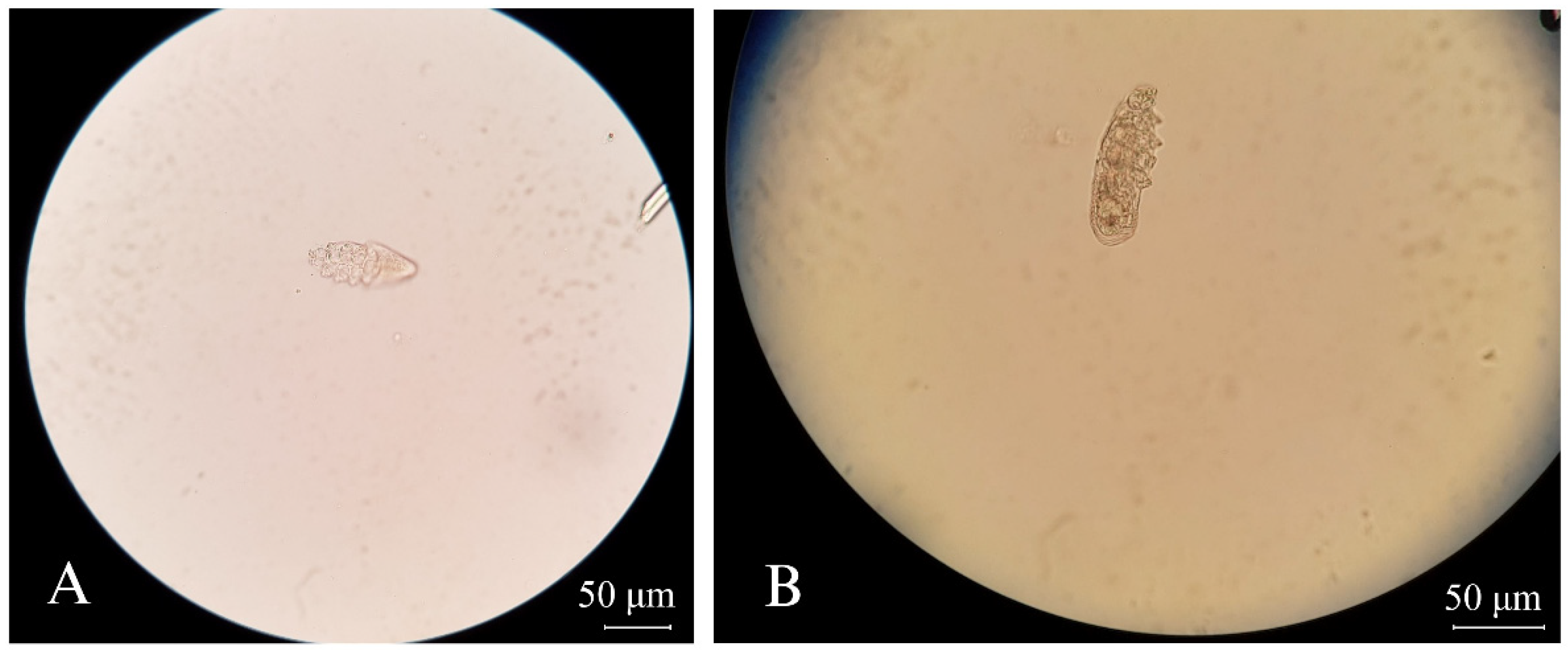 Vetsci 11 00358 g003 Vetsci 11 00358 g003