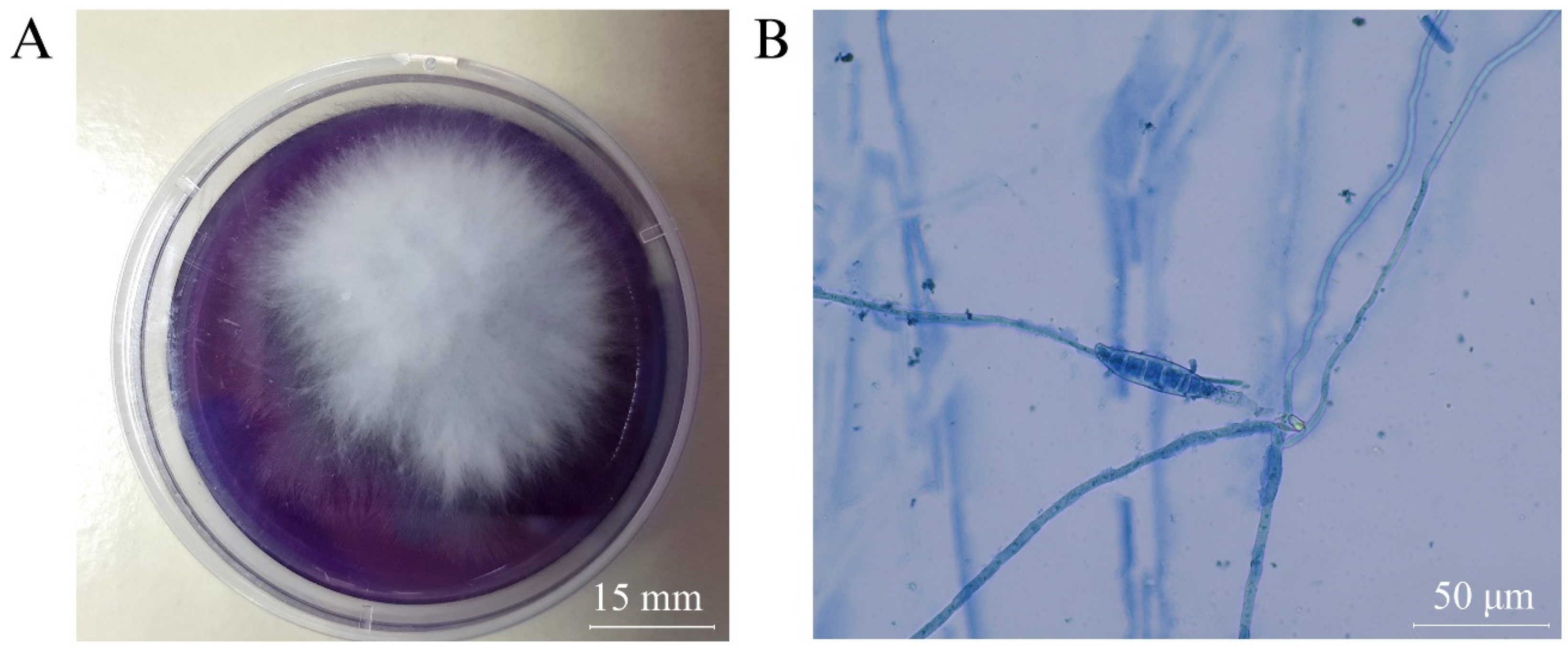 Vetsci 11 00358 g004 Vetsci 11 00358 g004