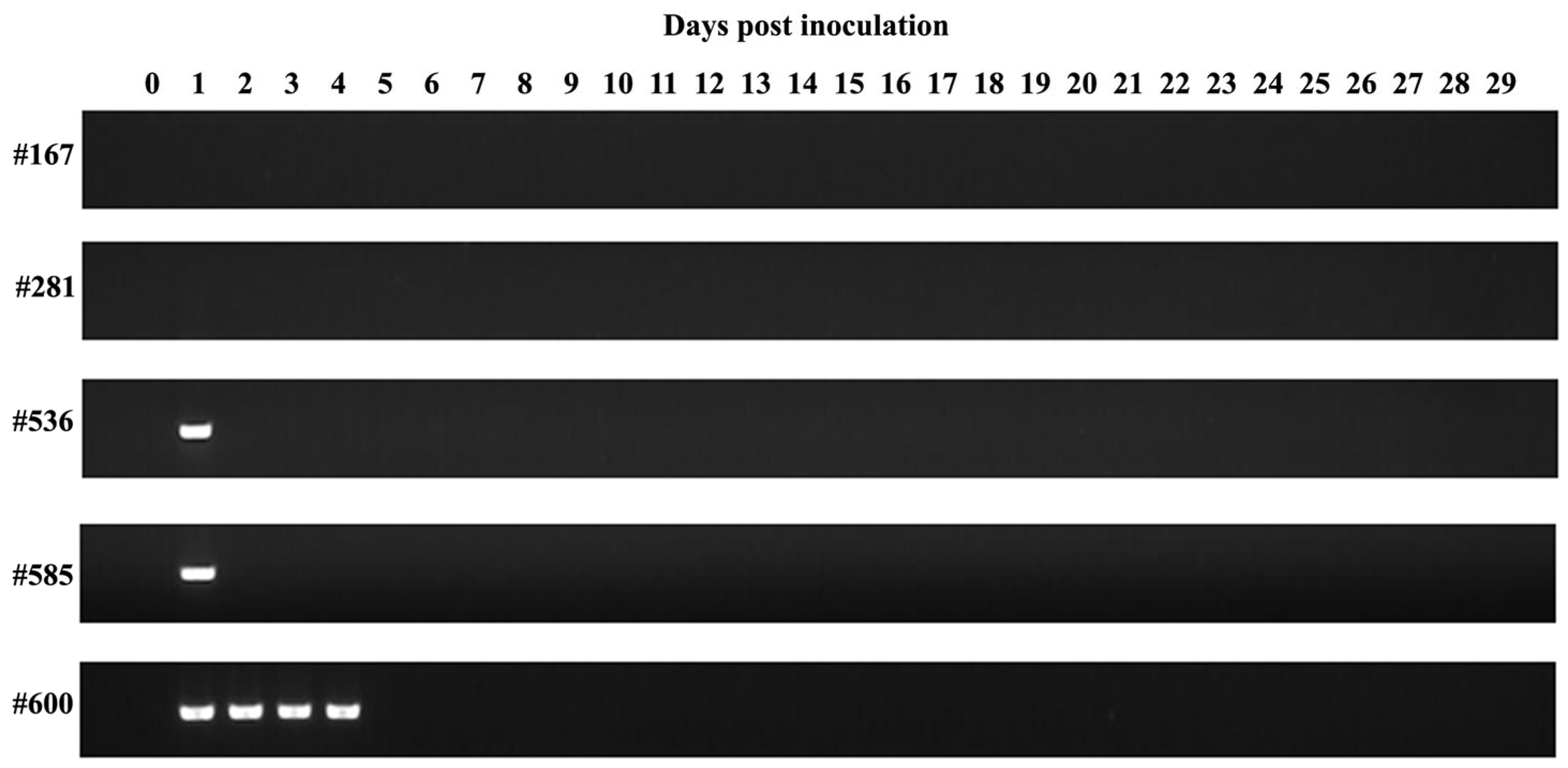 Vetsci 11 00359 g003