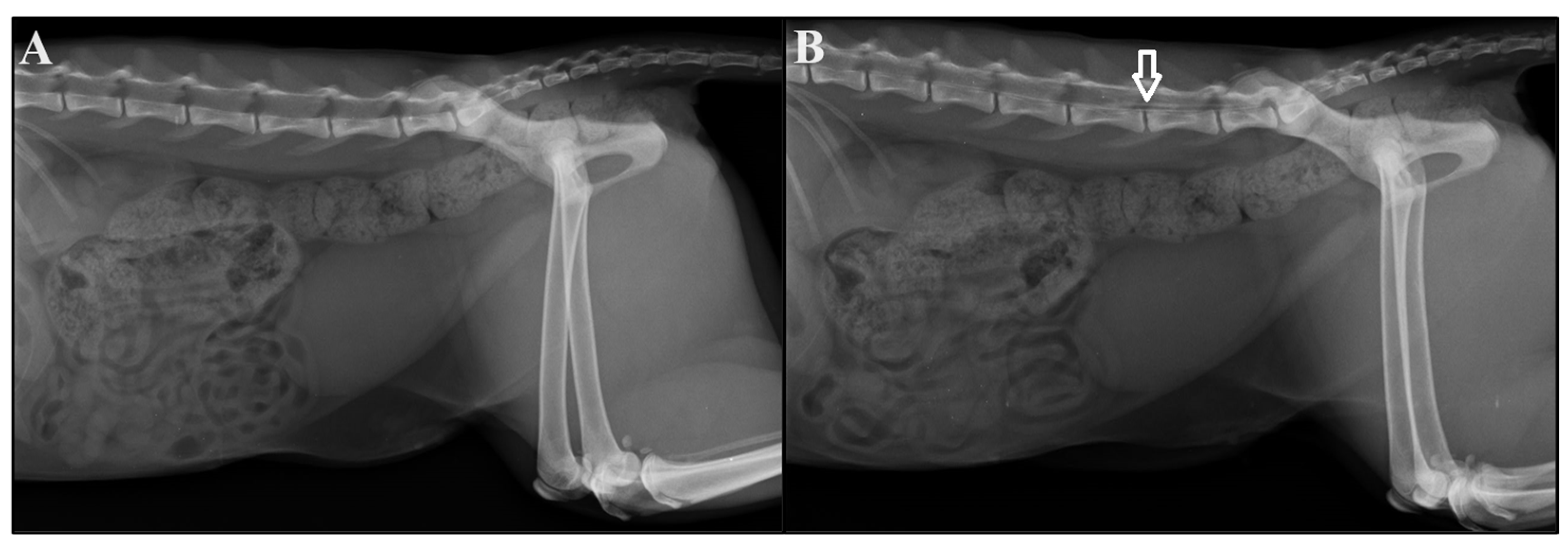 Vetsci 11 00360 g001