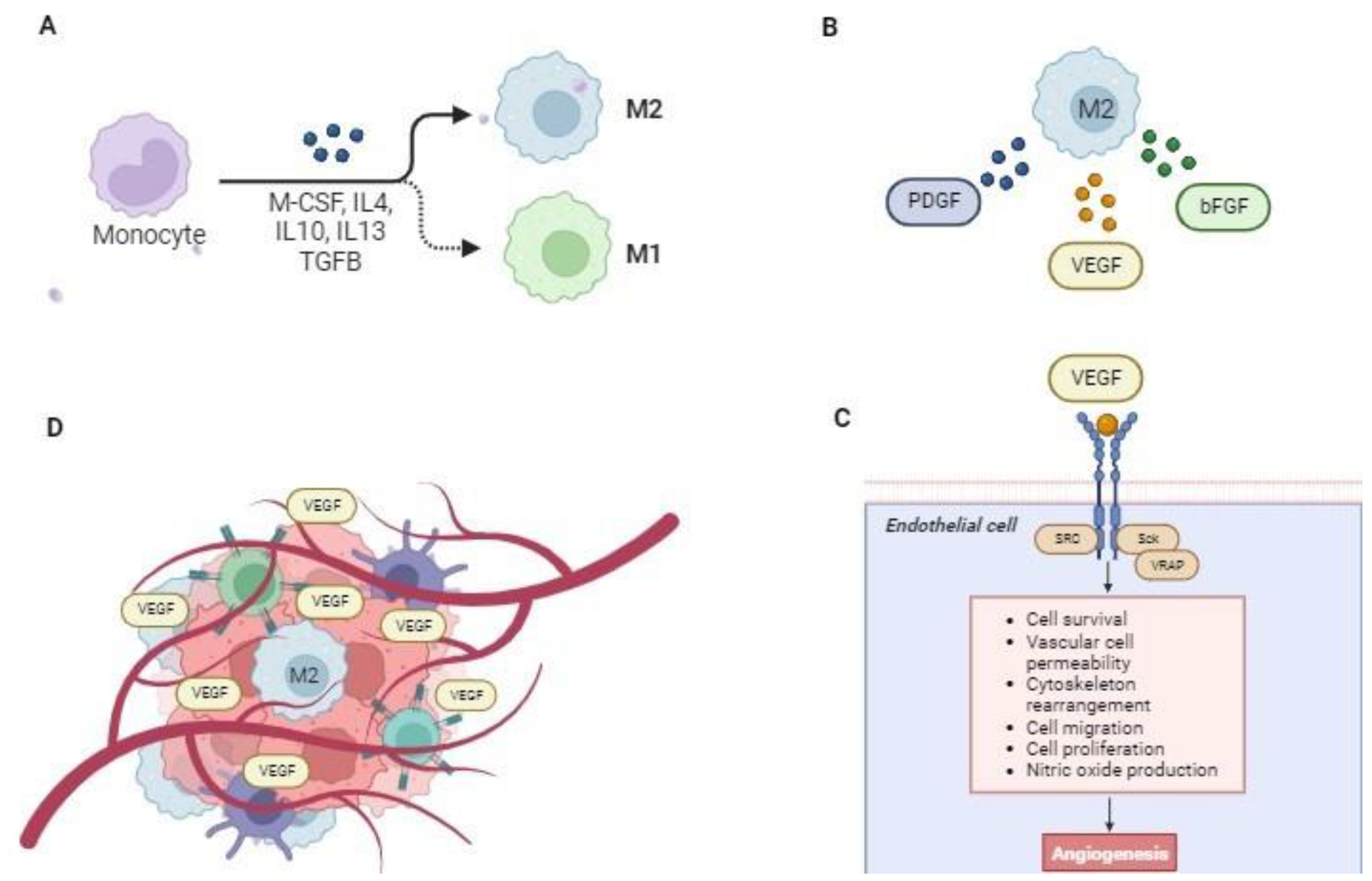 Vetsci 11 00362 g002