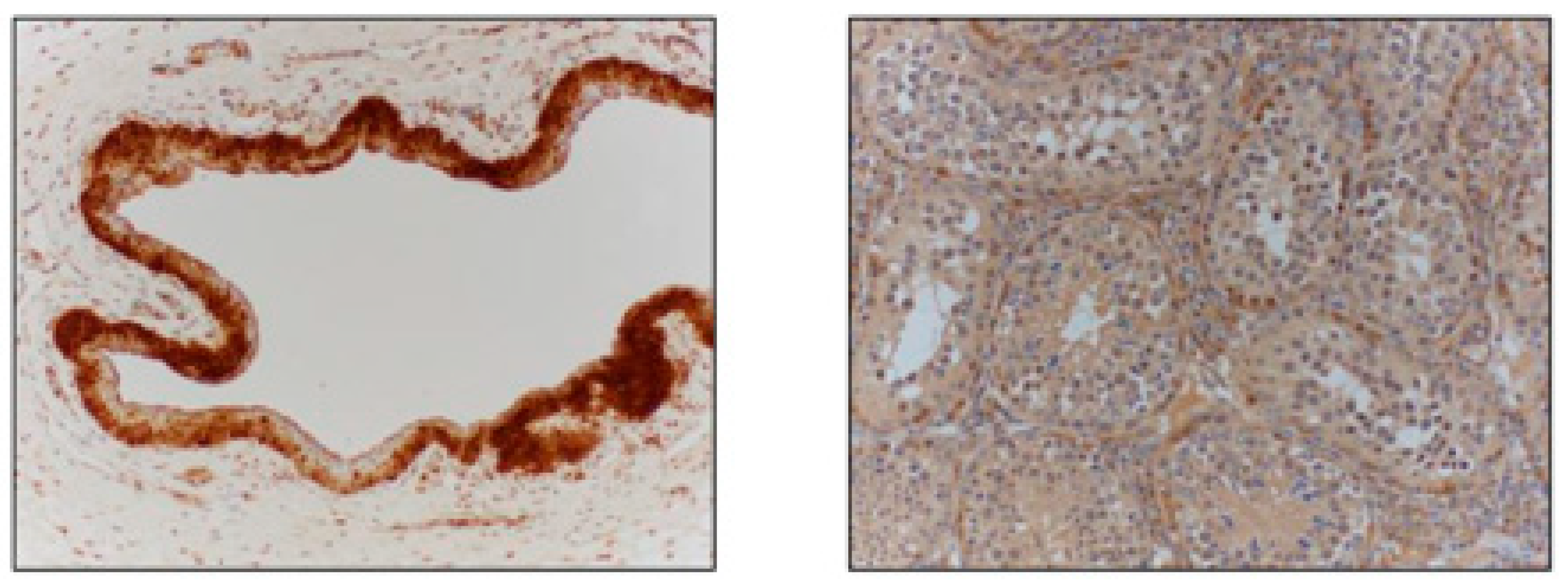 Vetsci 11 00367 g001