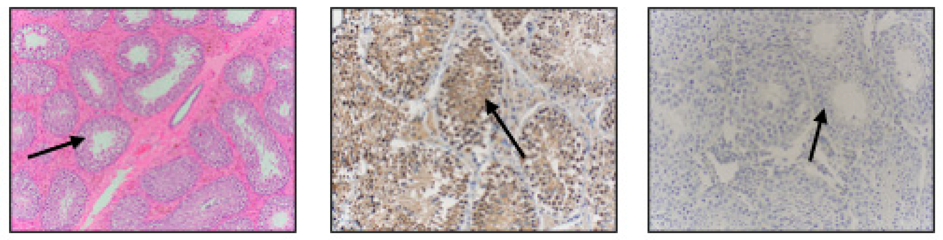 Vetsci 11 00367 g002