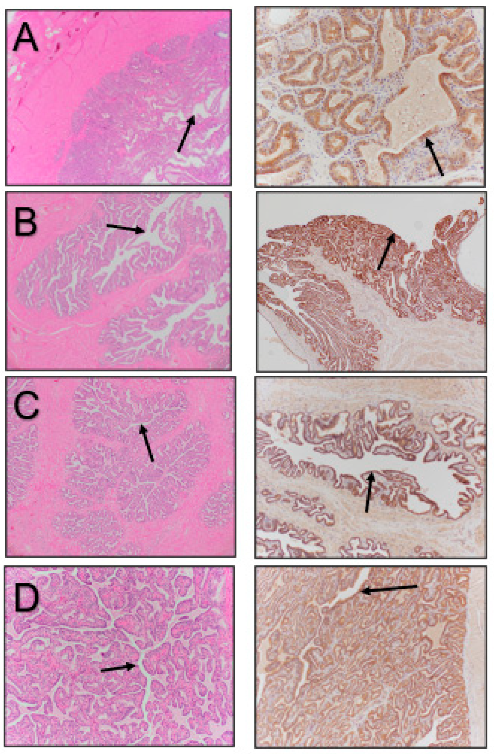 Vetsci 11 00367 g004