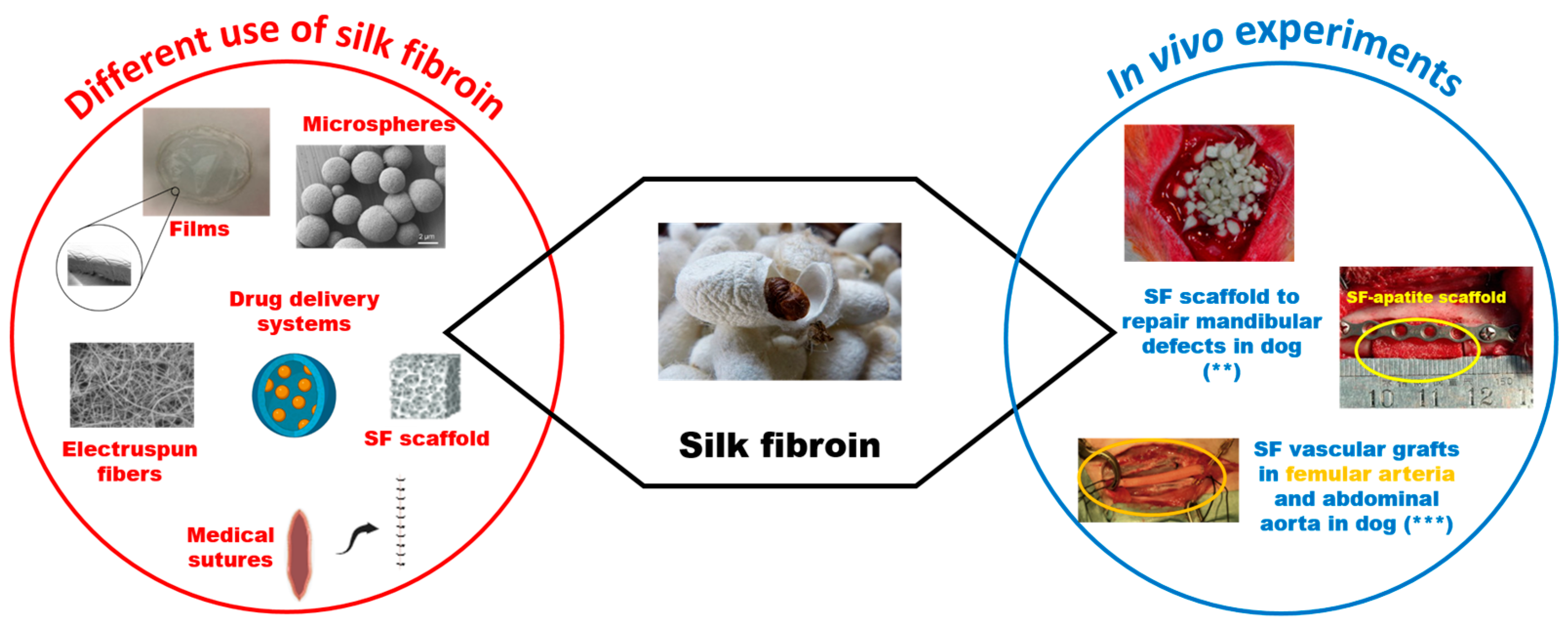 Vetsci 11 00368 g003